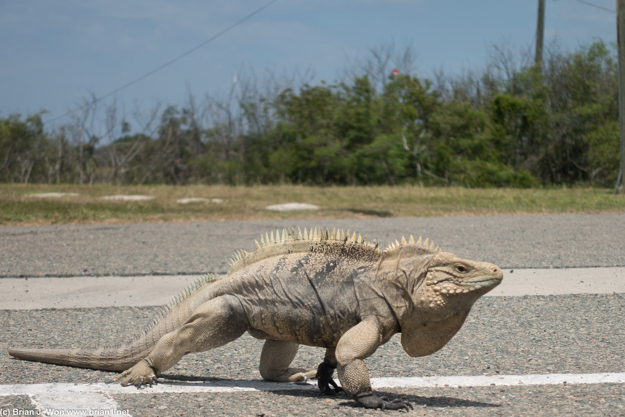 Big iguana striding across the parking lot like a boss.