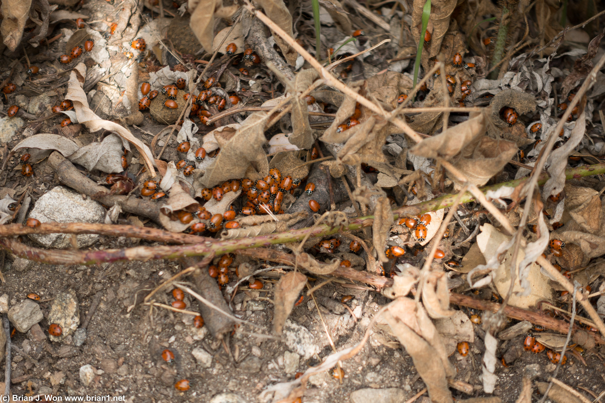Tons of ladybugs.