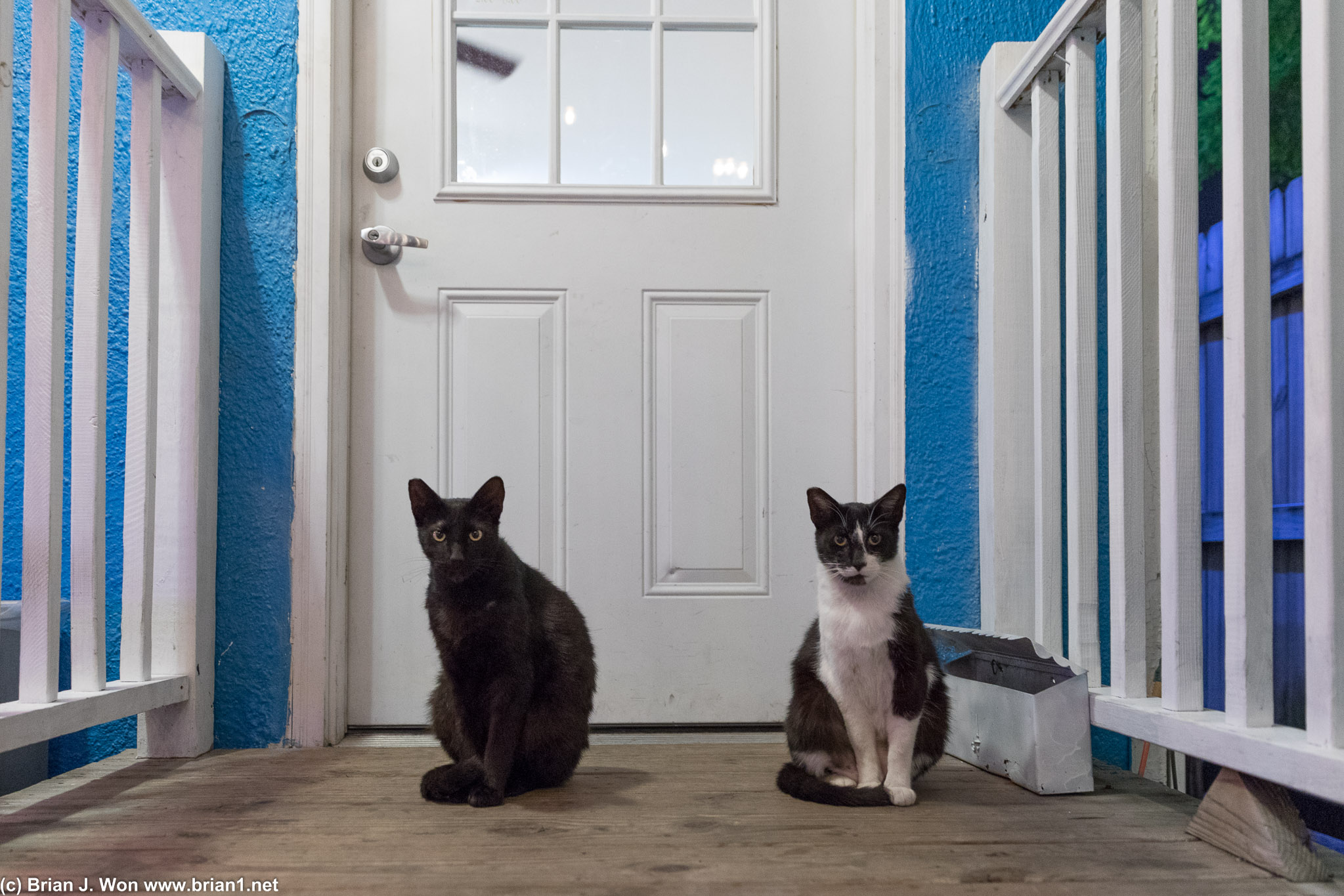 Door cats at Ice Cream 504.