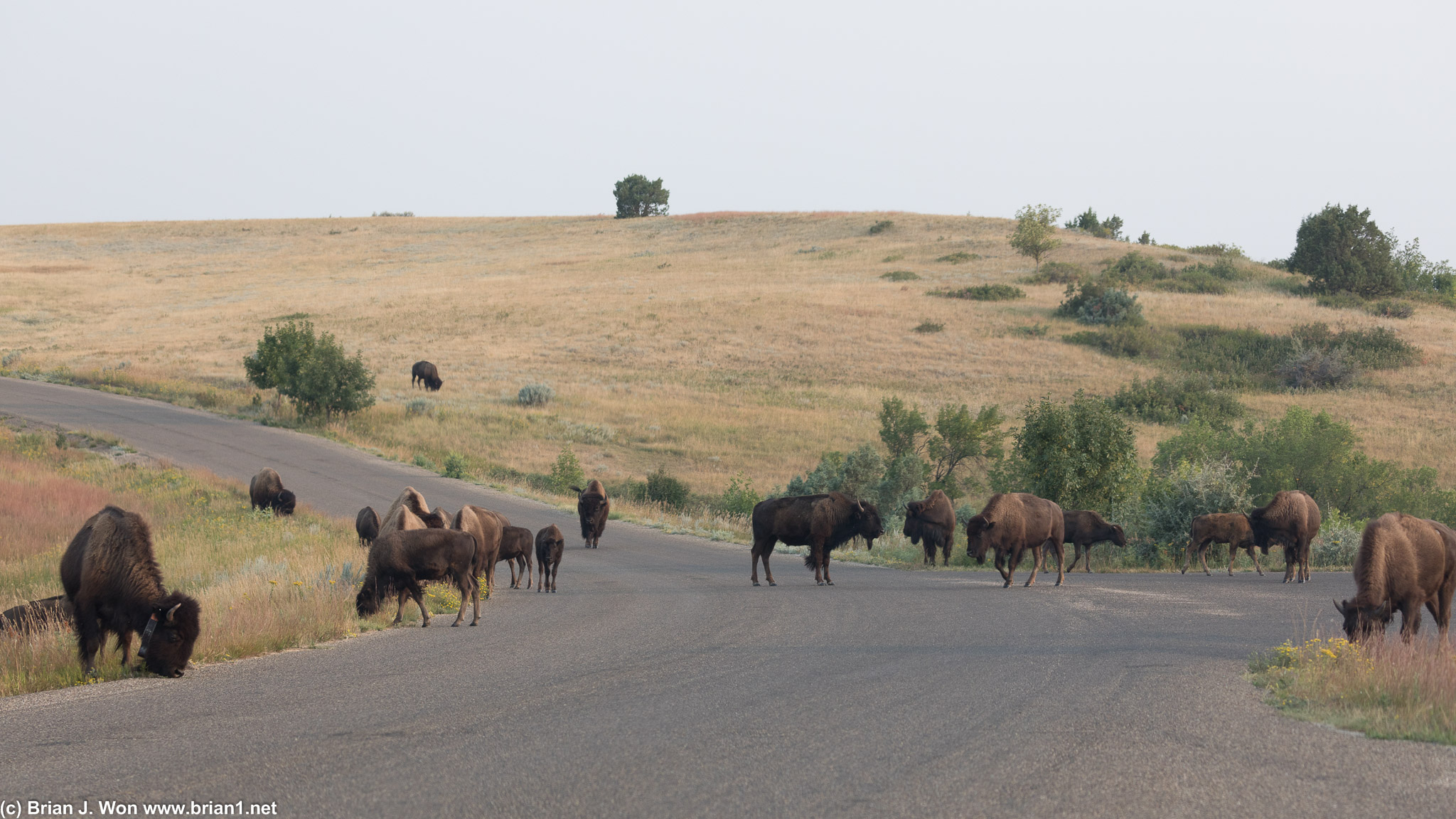 Where'd all these bison come from?