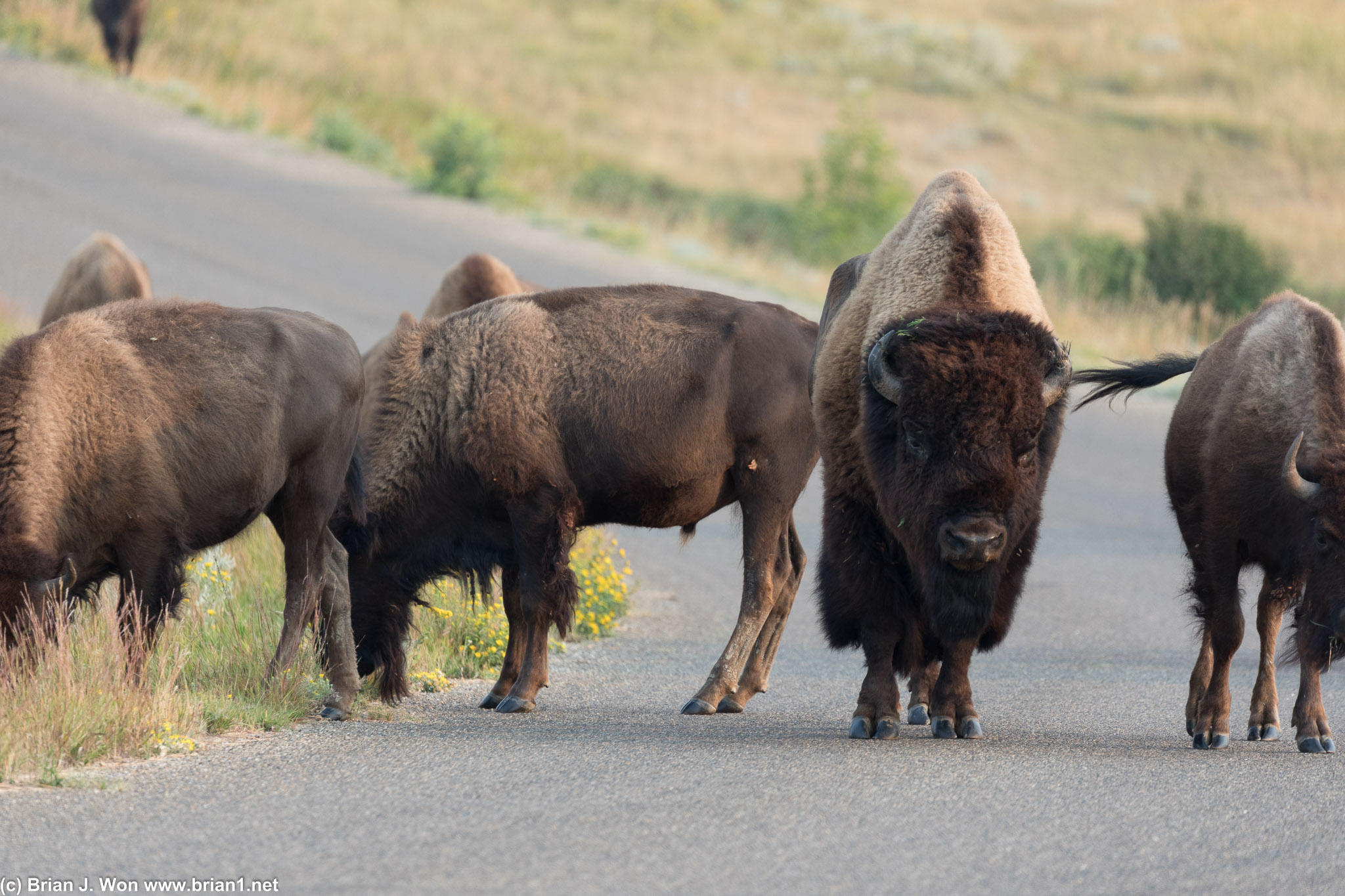Bison have right of way.