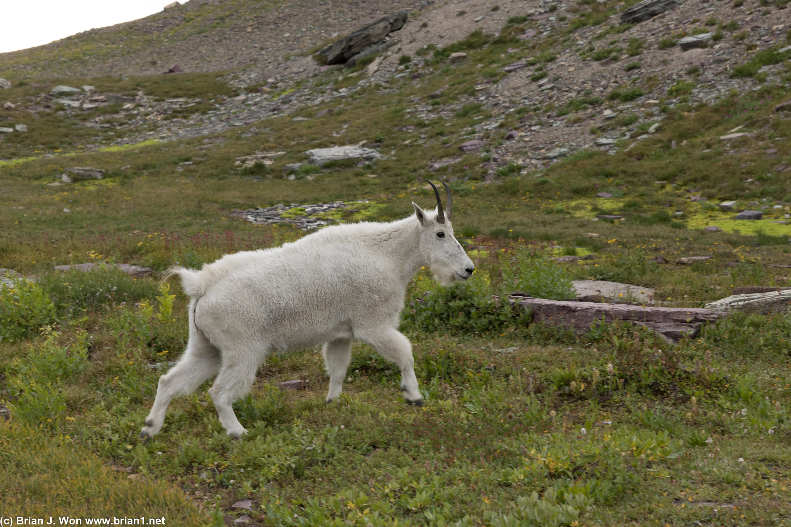 Mountain goat crossing the road.