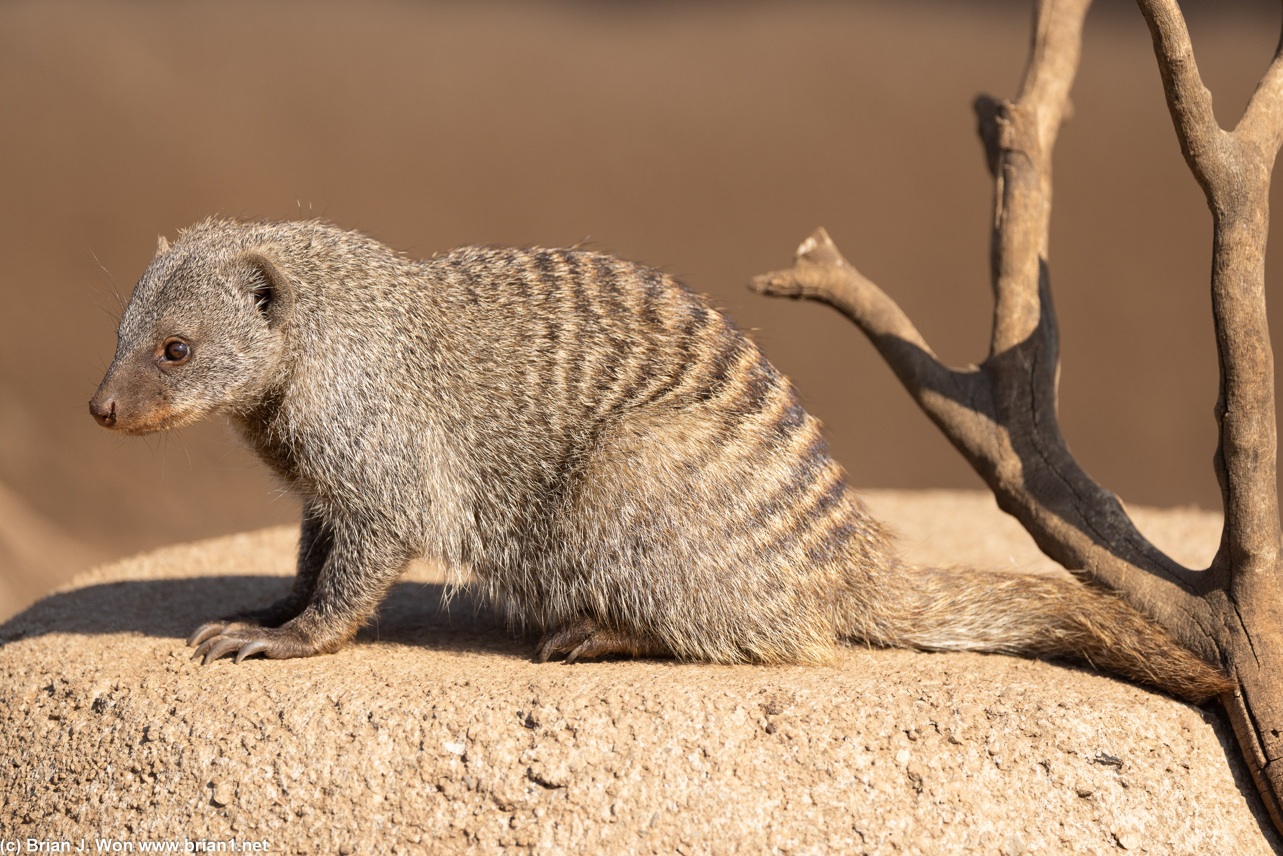 Banded mongoose.