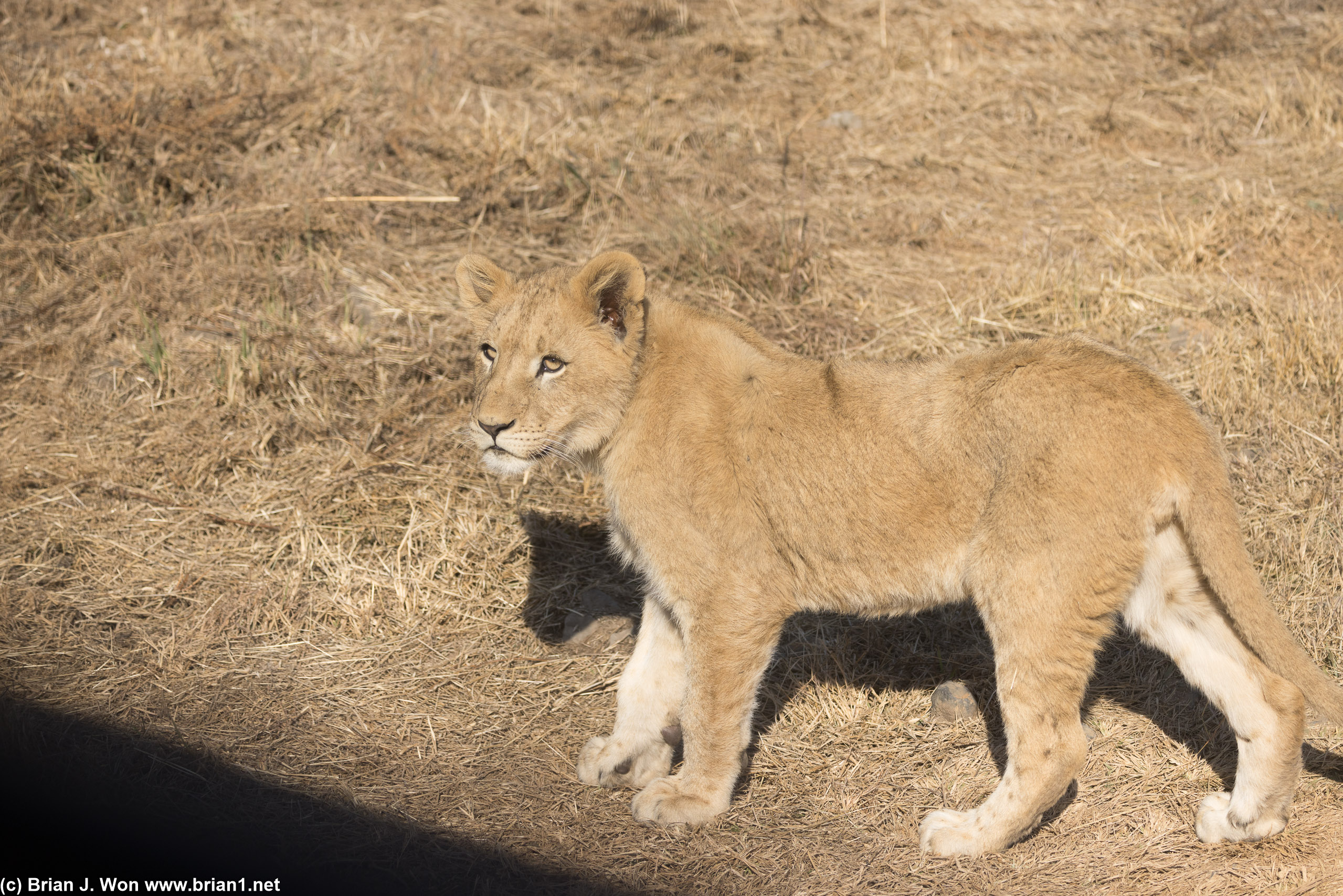 Slightly older lion cubs.