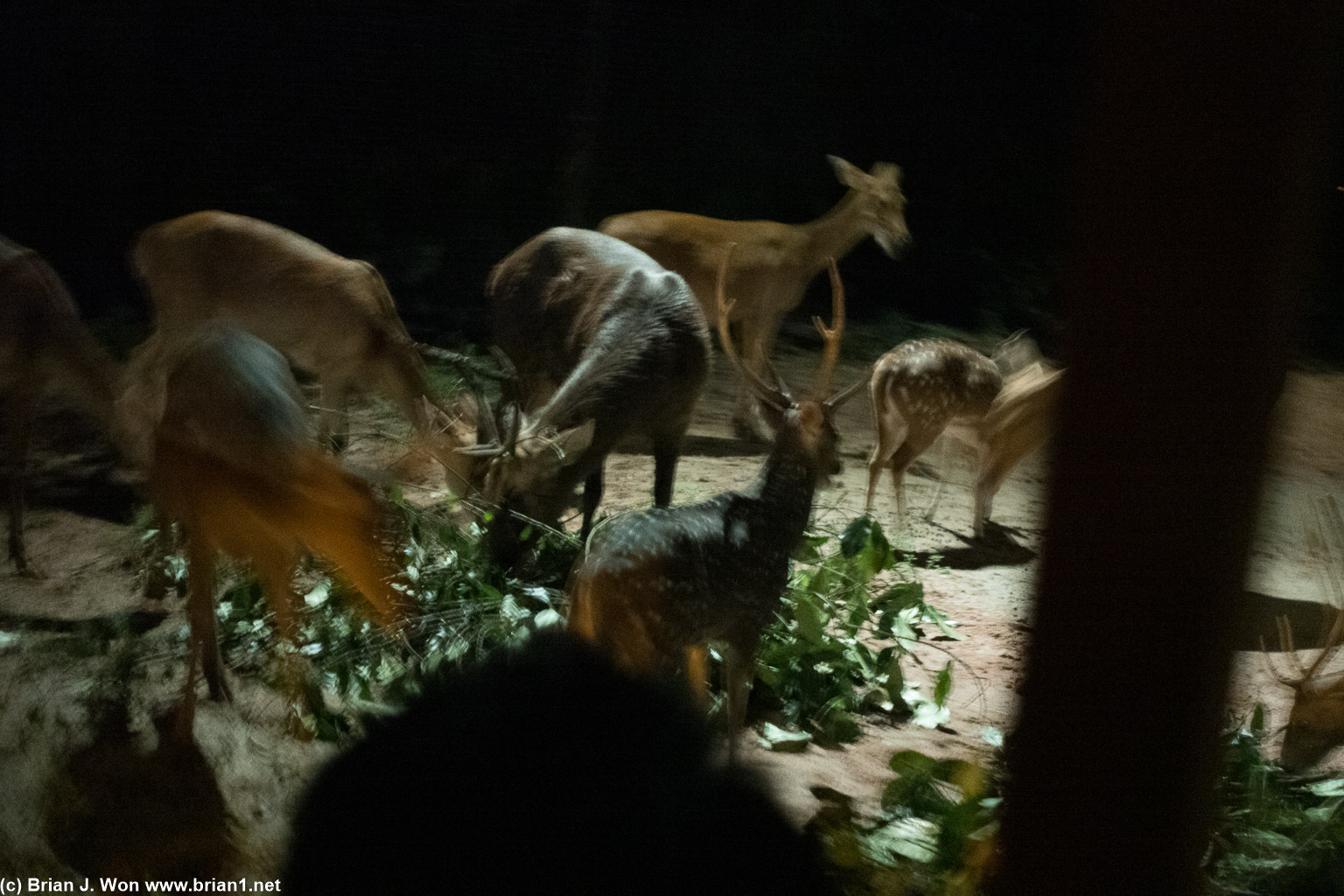 Night safari at Mandai Wildlife Reserve.