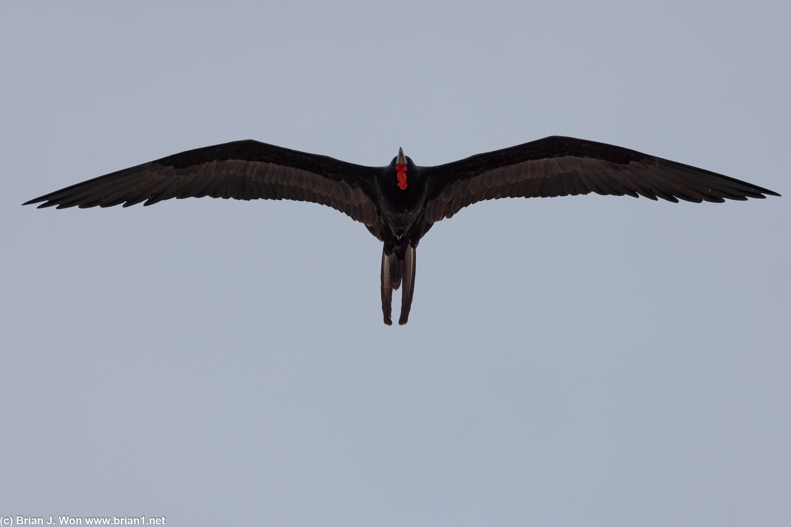 Magnificent frigatebird overhead on the first landing at Playa Las Bachas, Santa Cruz Island.