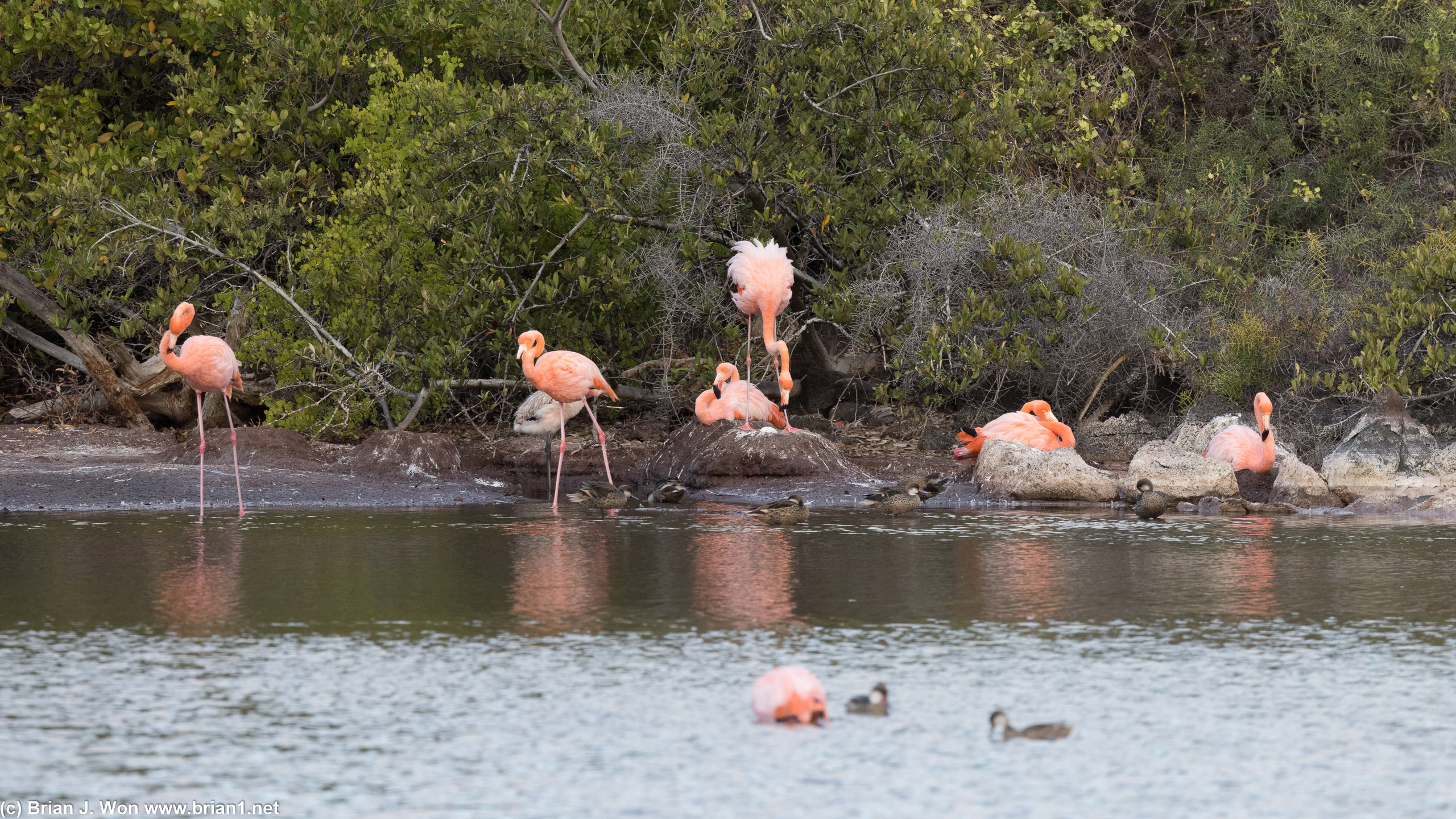 The full spread of flamingos at this lagoon on Isla Rabida.