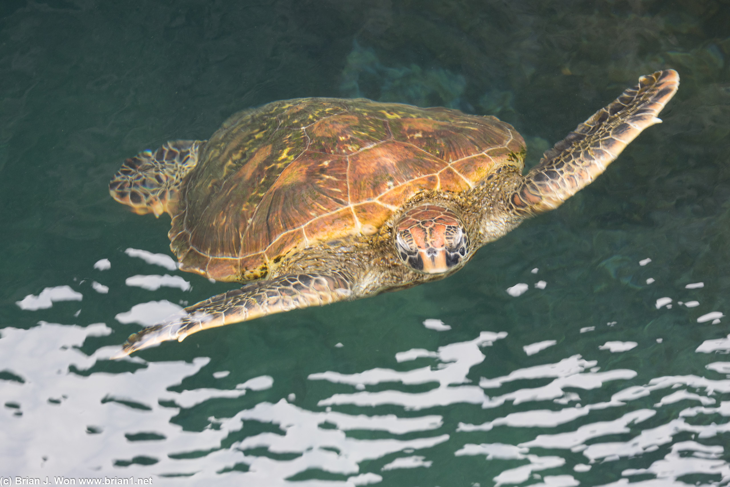 Galapagos green sea turtle.