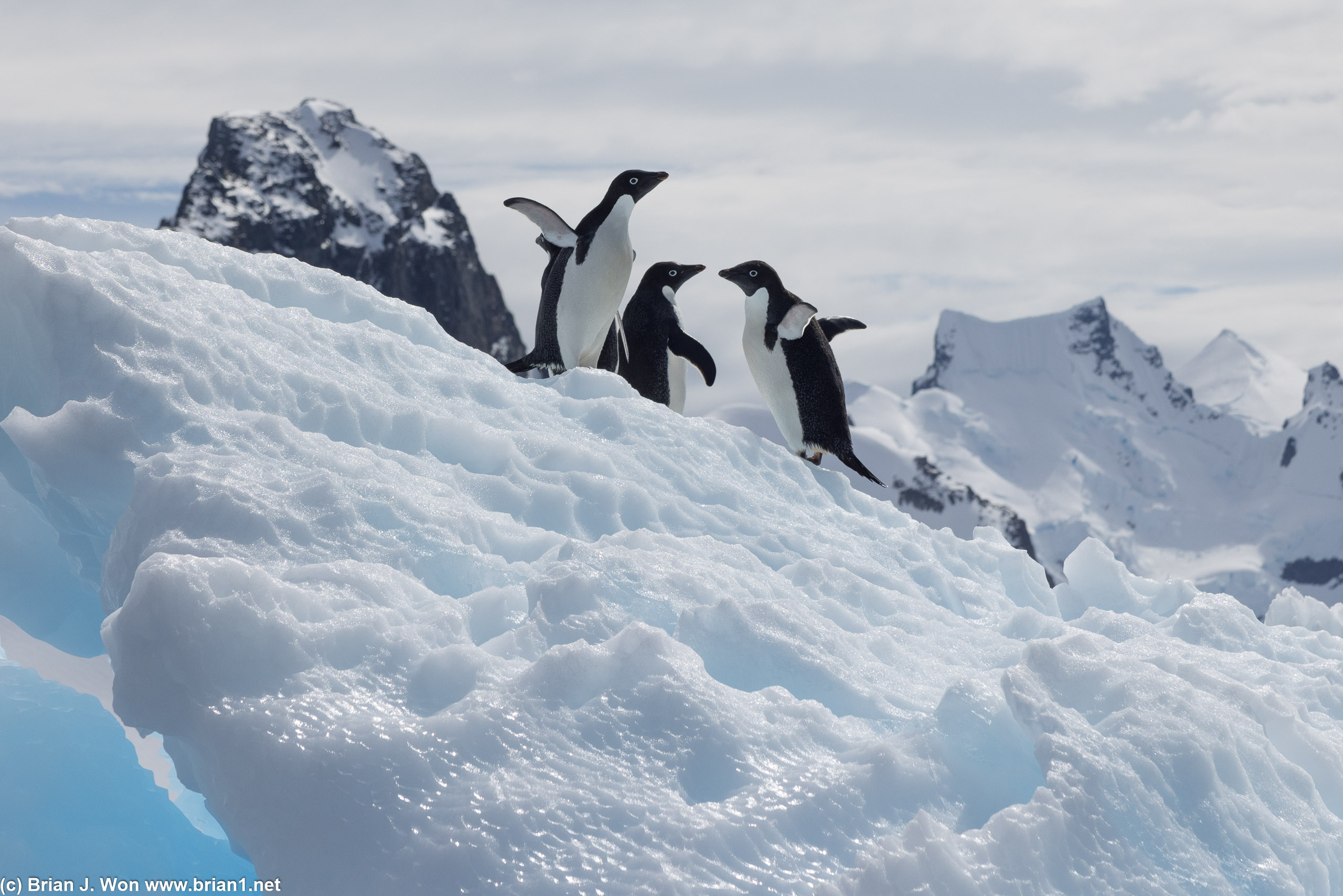 Adelie penguins flapping around on the ice.