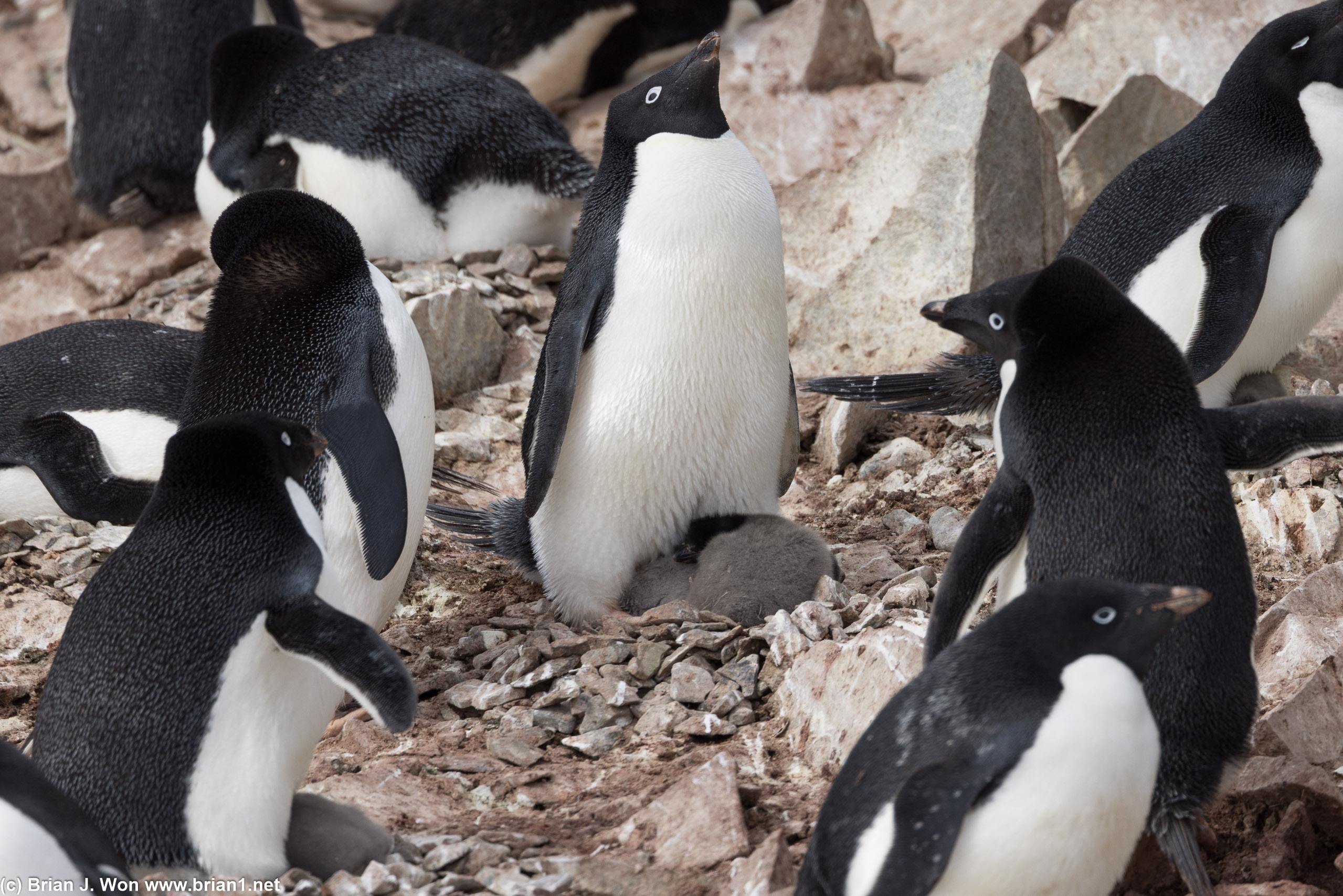 Penguins are pro at this parenting thing.