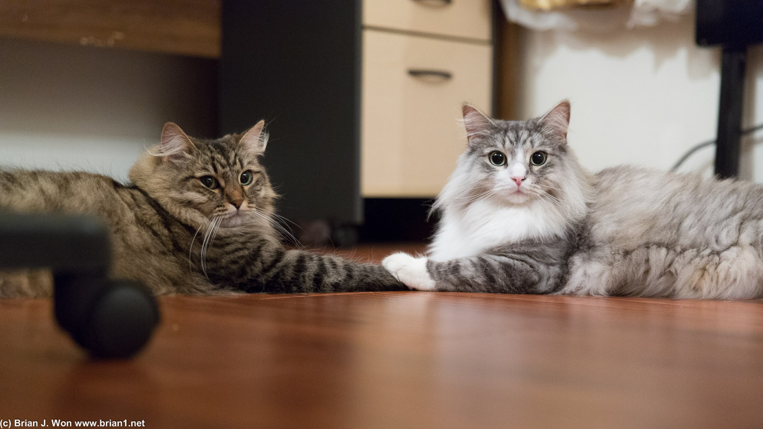 Galina and Nikolai holding paws? WHAAAA???