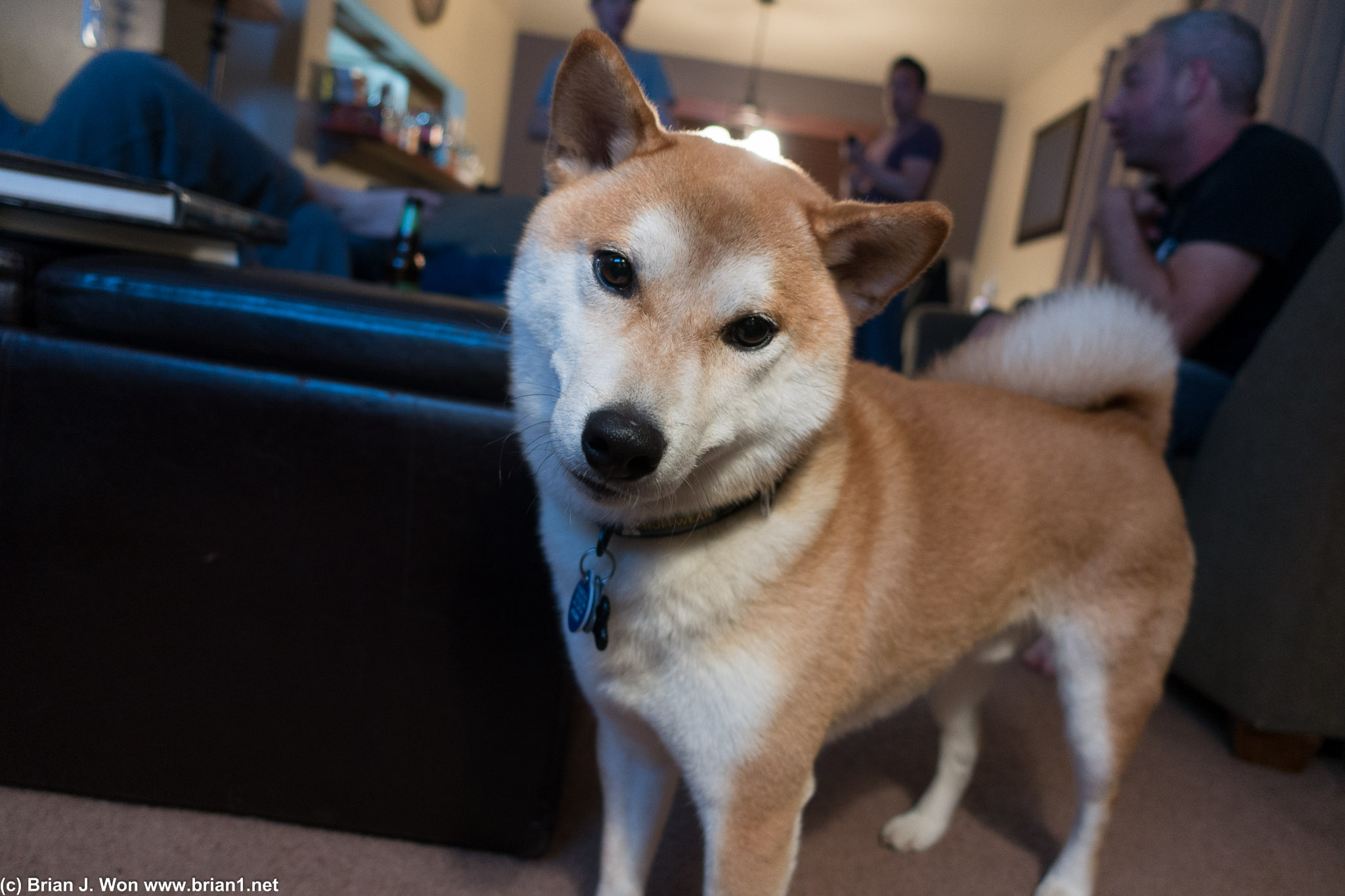 Kobe, the Shiba Inu.