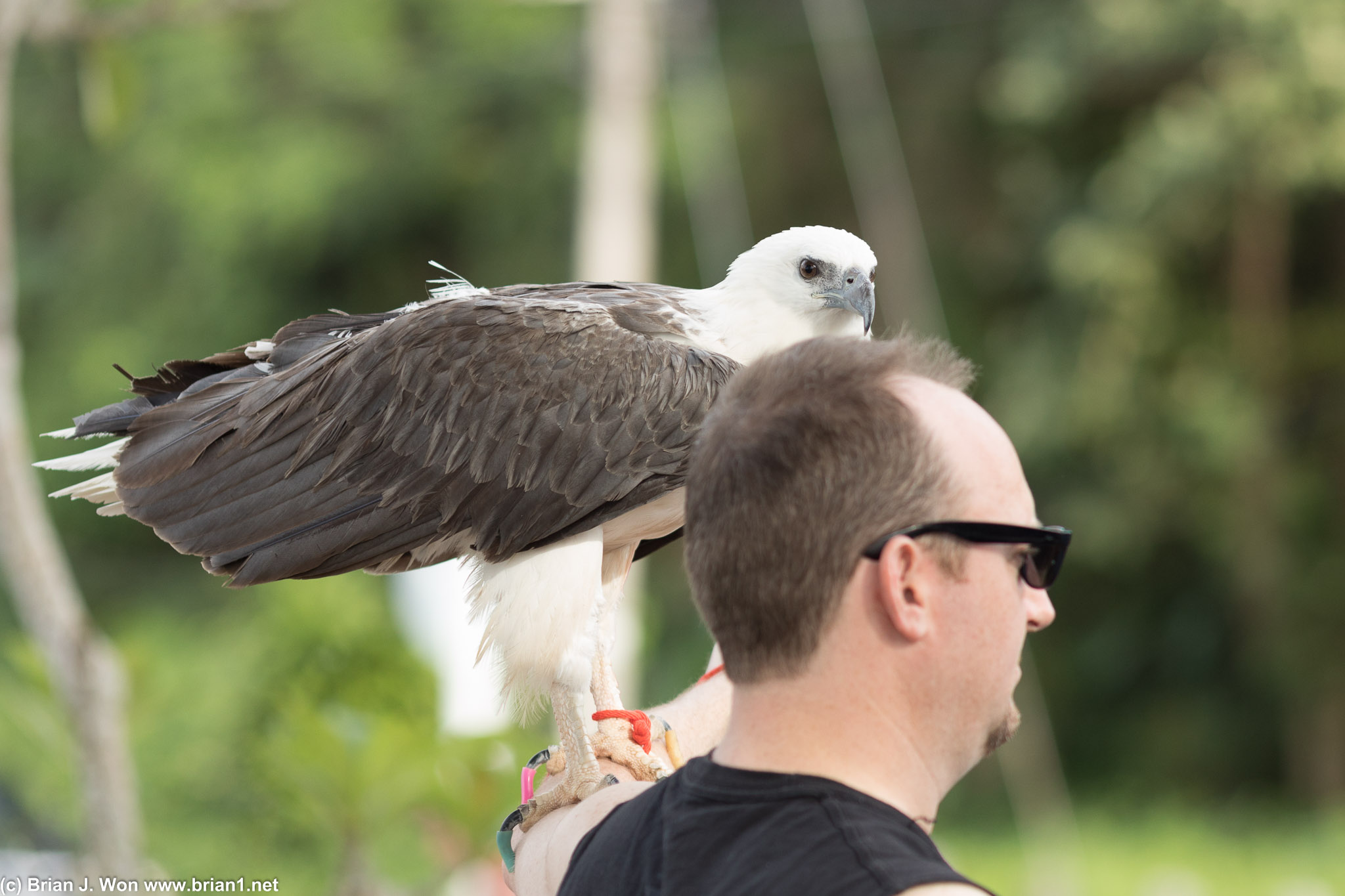 Fish eagle or a sea eagle. Big predators!