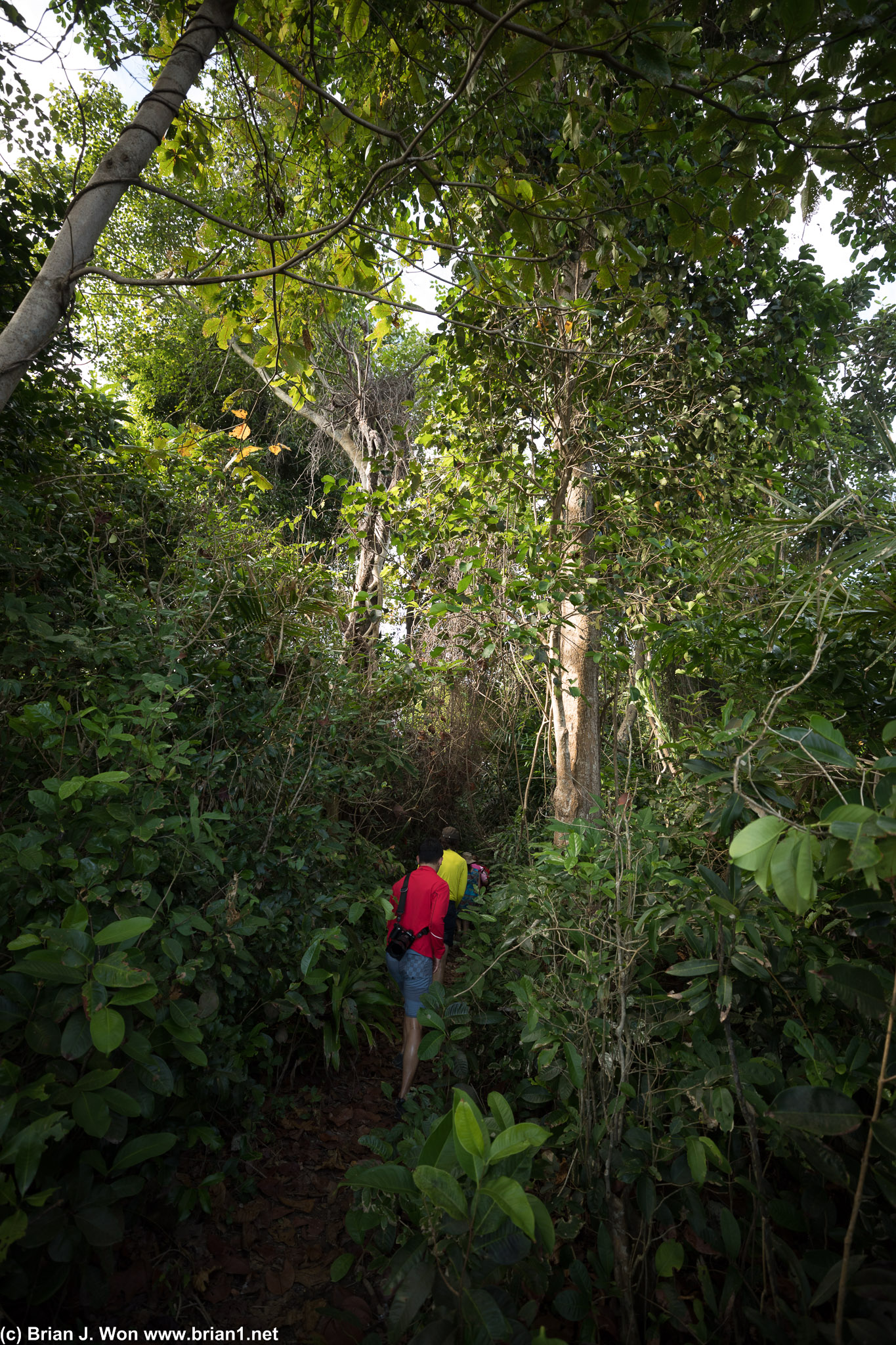 Super short jungle trek on 115 Island.
