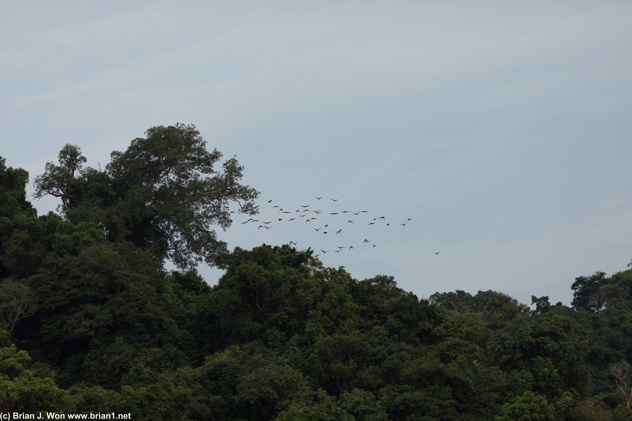 Plain-pouched hornbills.