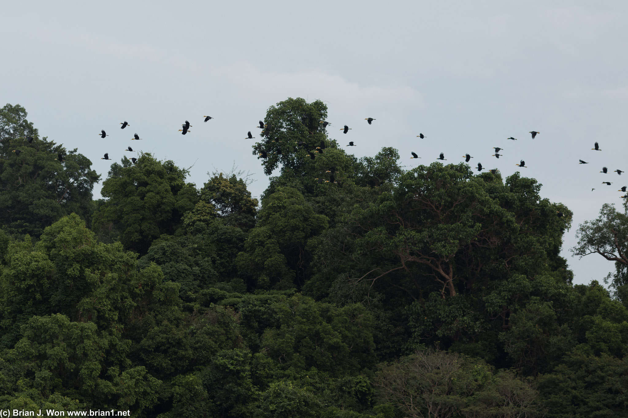 A ton of them off Ko Phawet.