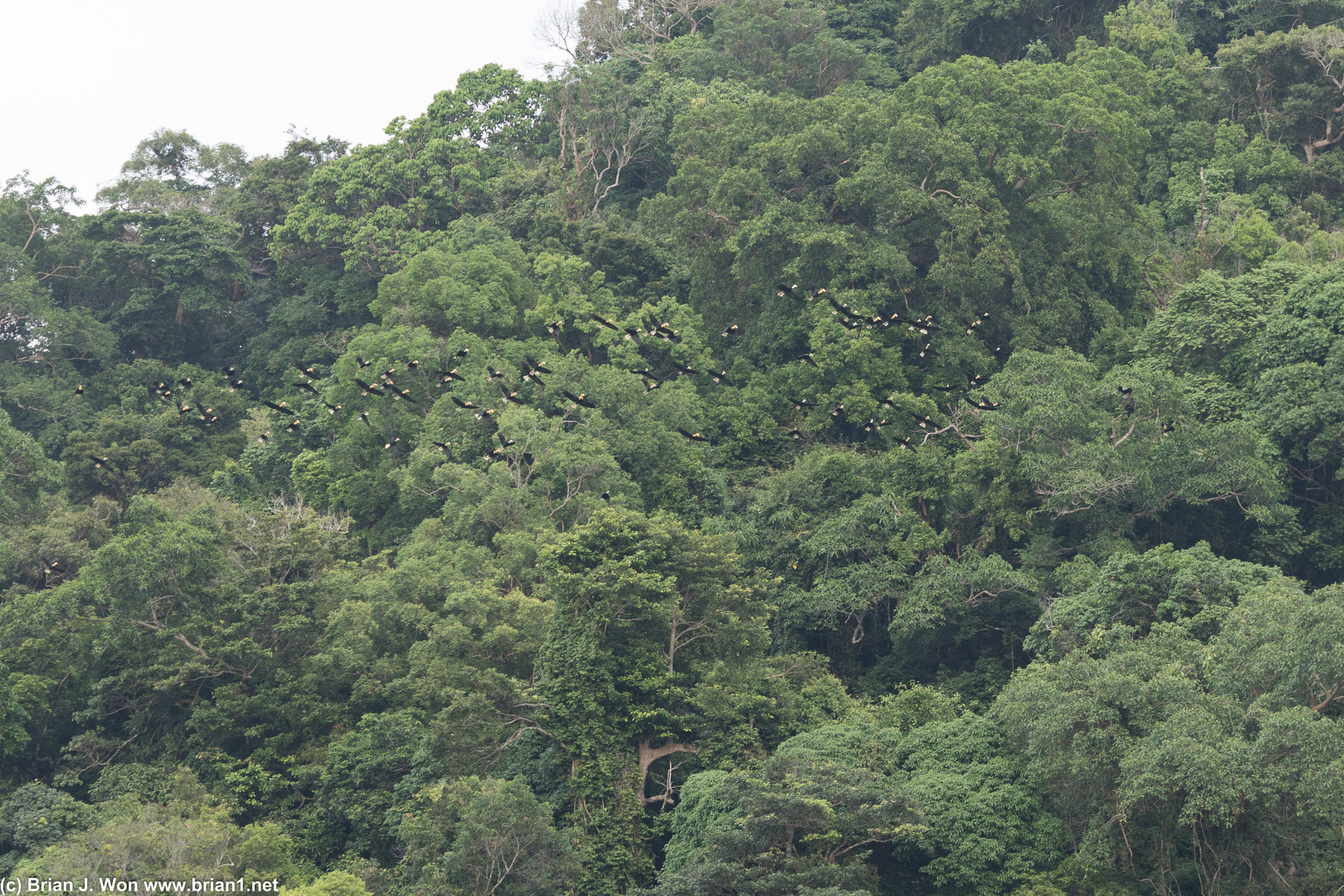 Counted nearly 70 in this flock total, or almost half the total population of plain-pouched hornbills!