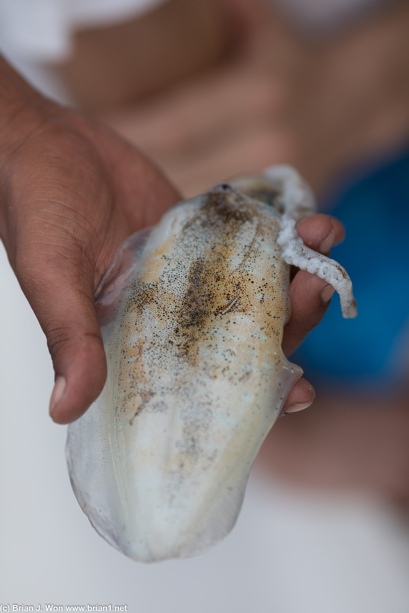 Squid so fresh it was changing colors.