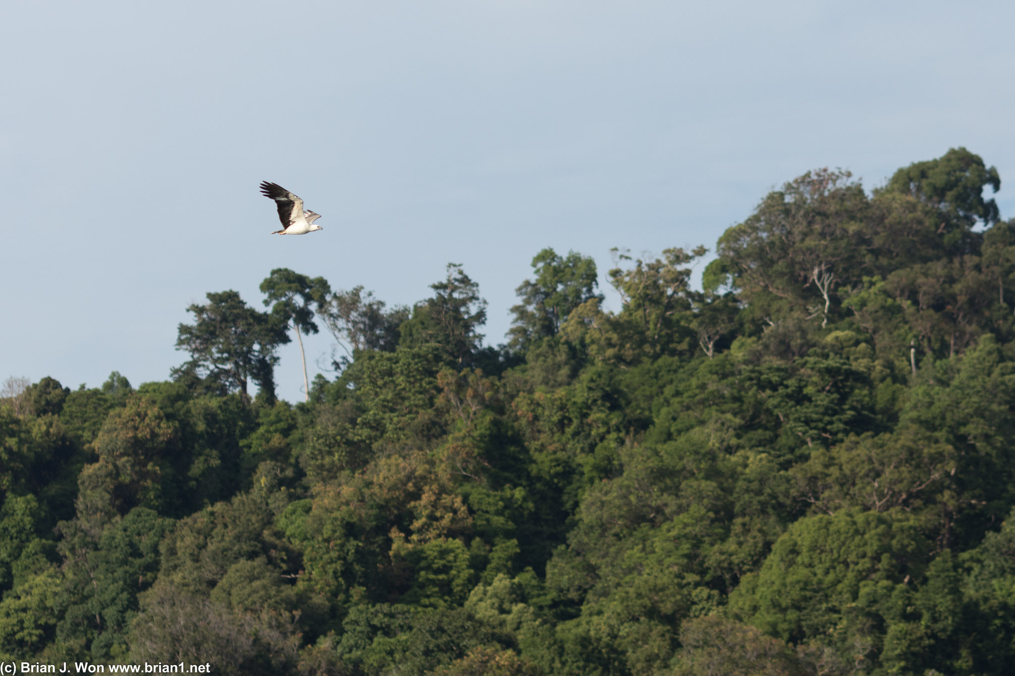 Sea eagle.