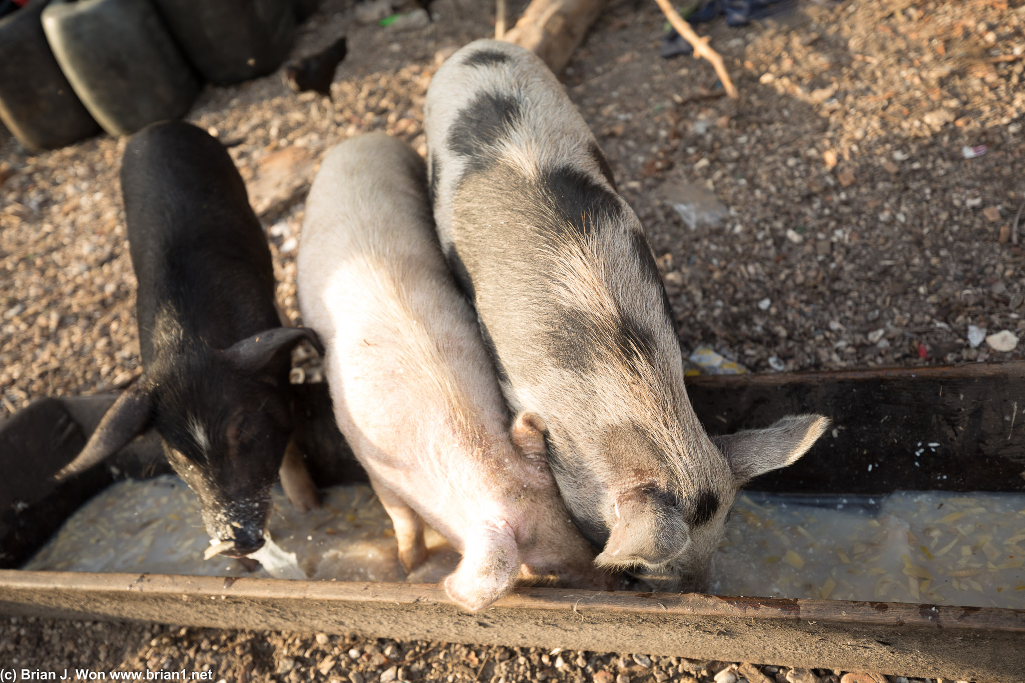 Pork.