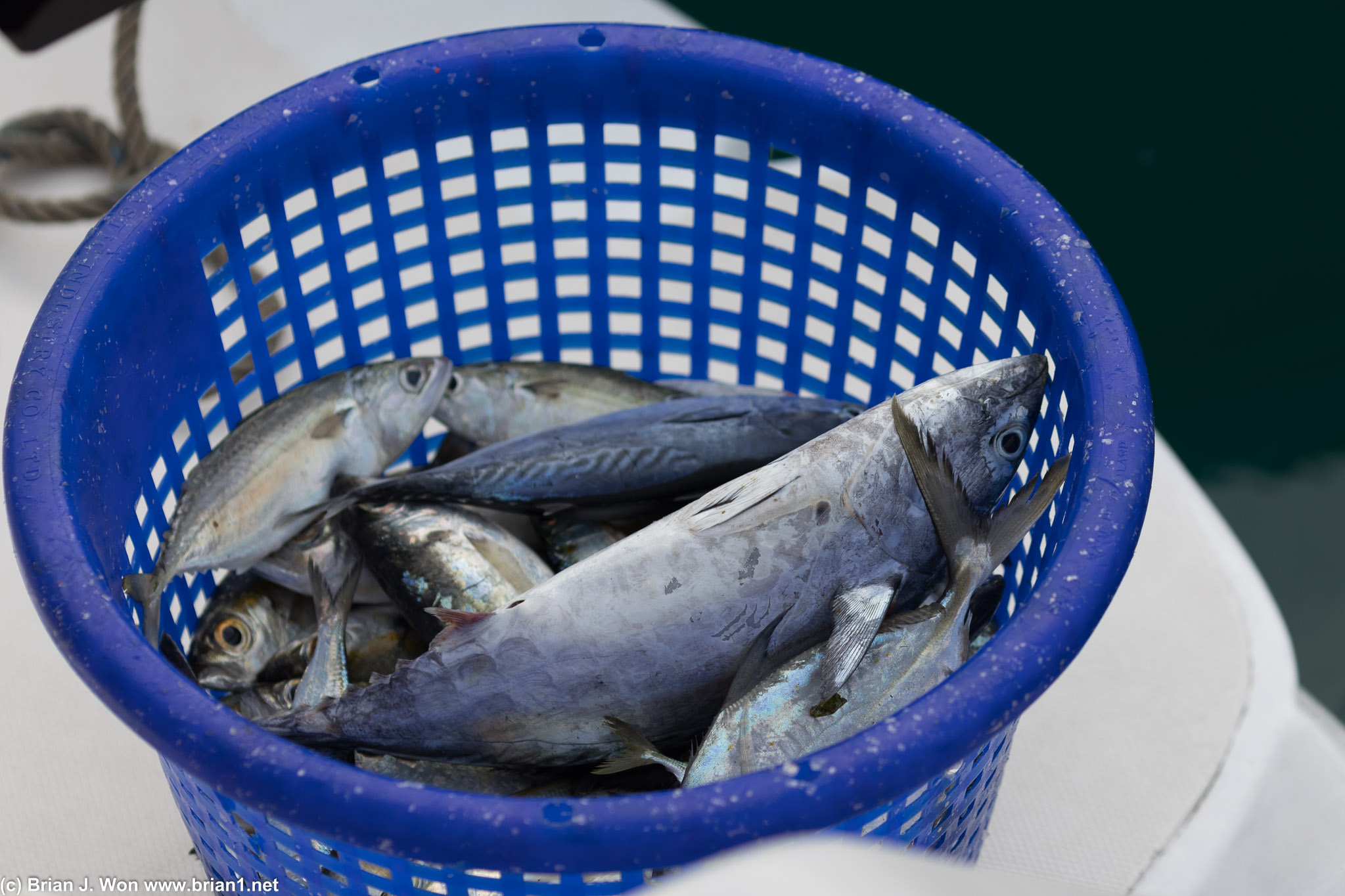 Trading for fish from a local fishing boat.