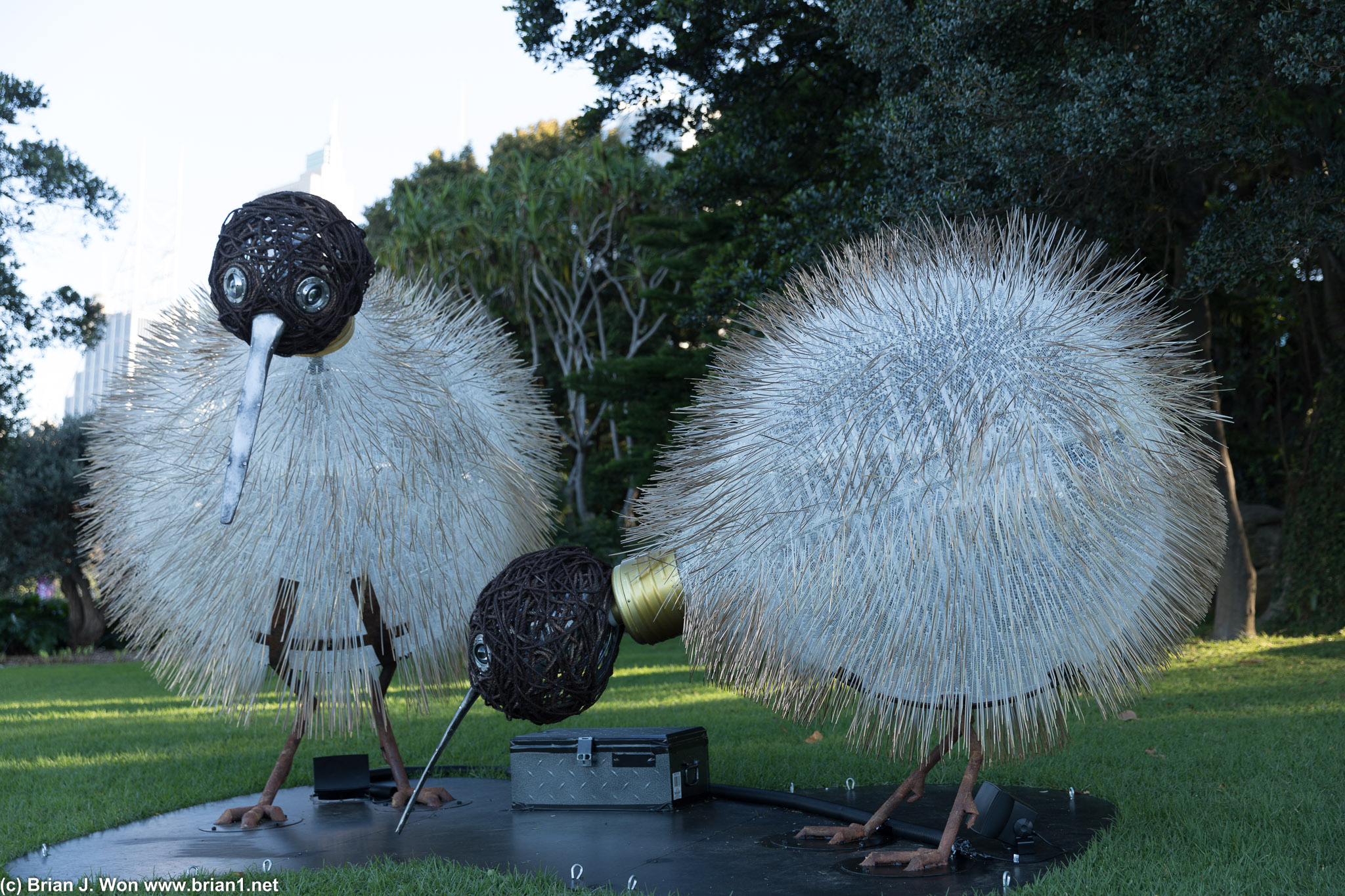 Birds of Lumos, inspired by the rare Rowi (New Zealand kiwi species).