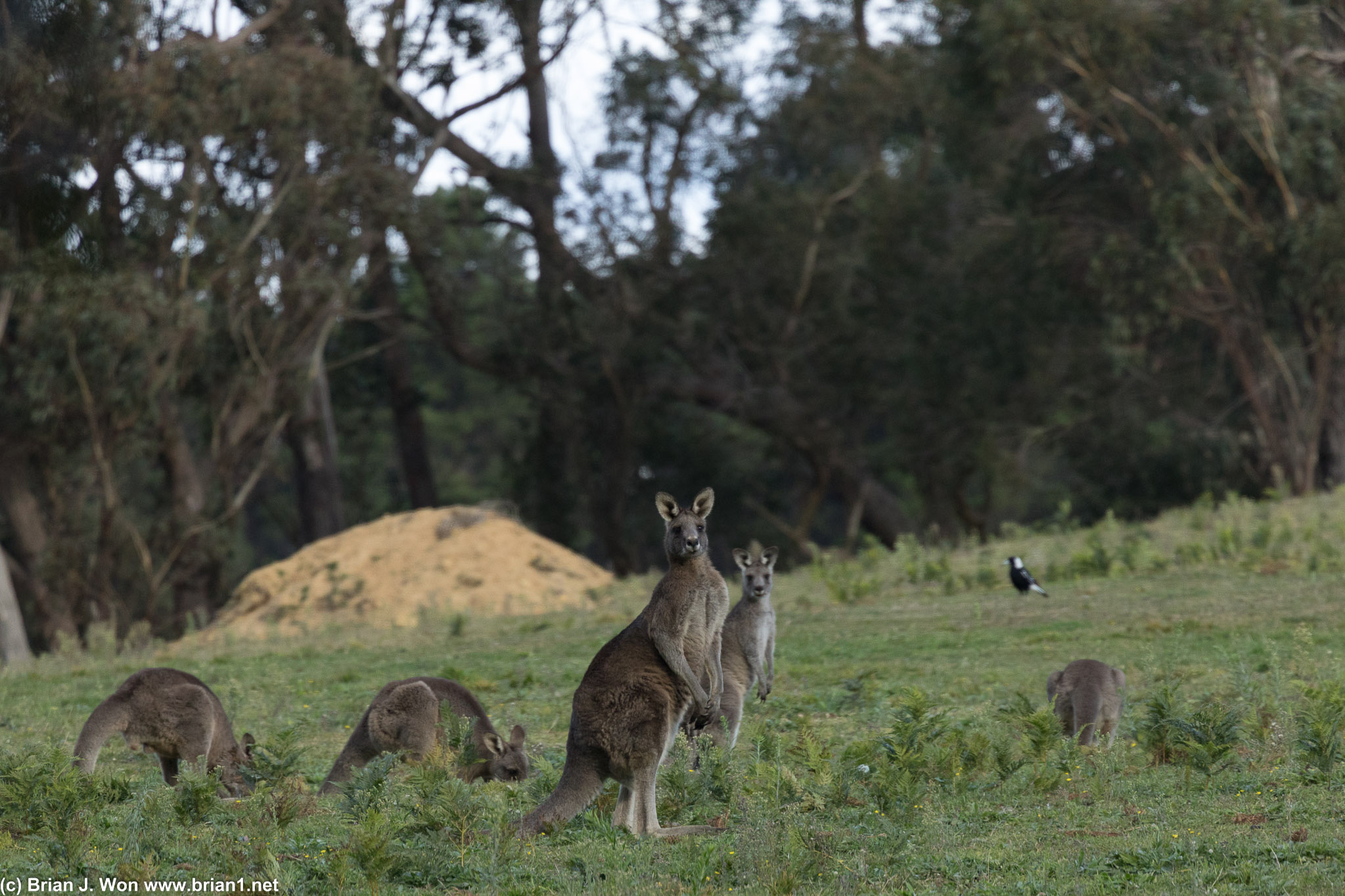 Kangaroos! Lots of joeys too.
