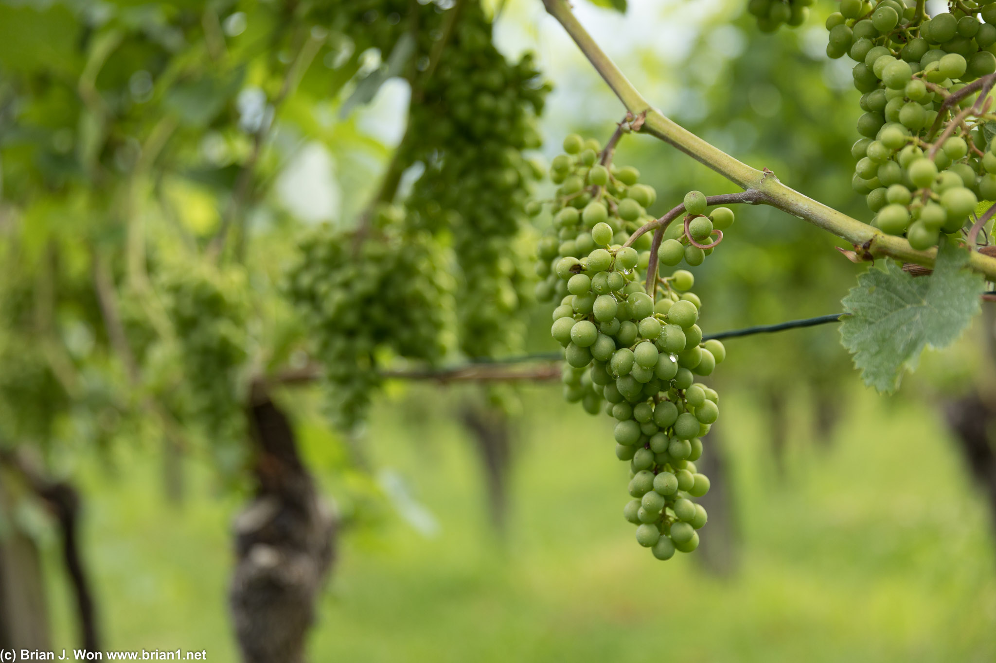 Laden wirh grapes.