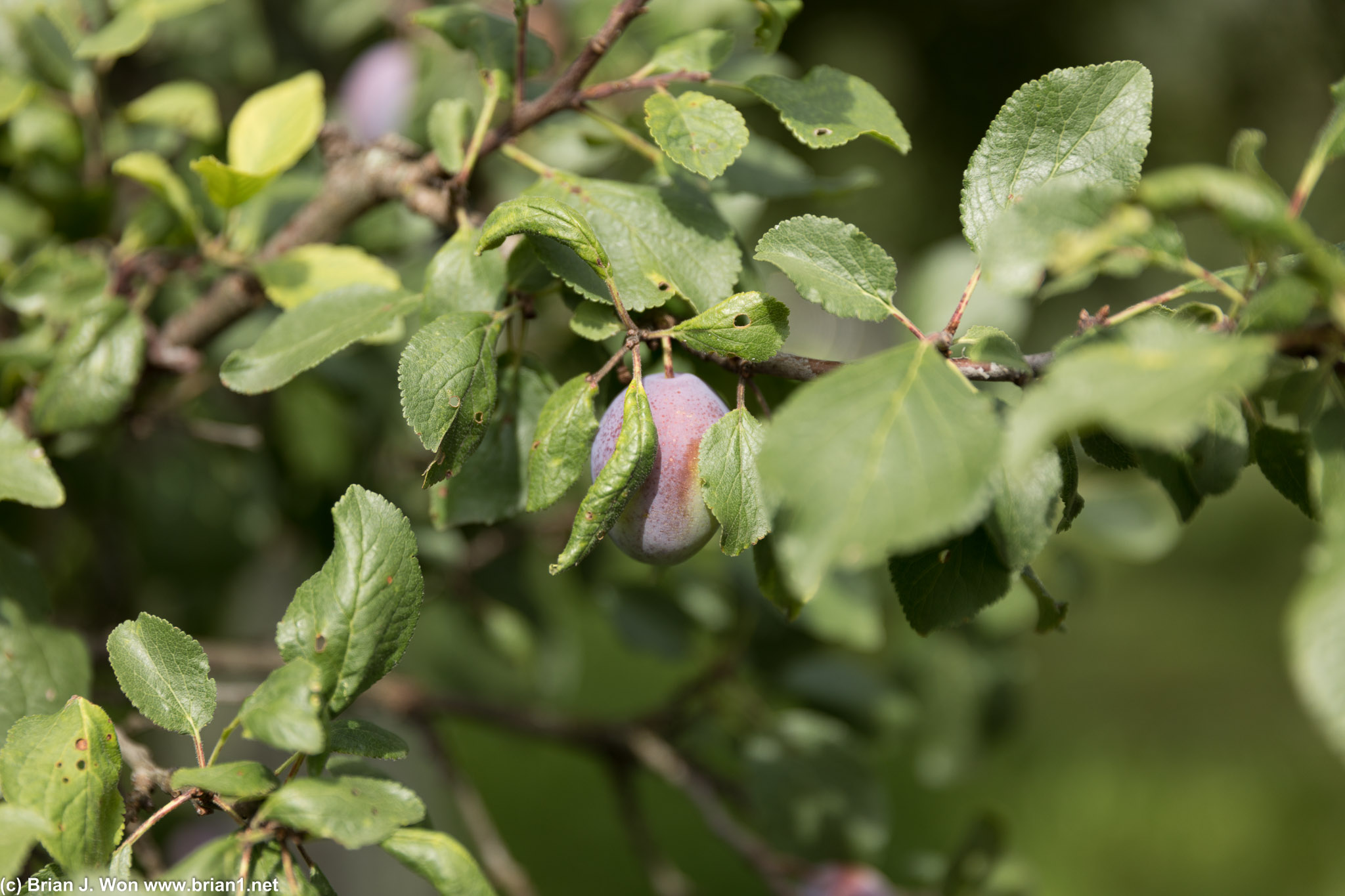 Fruit. Have to love summer.