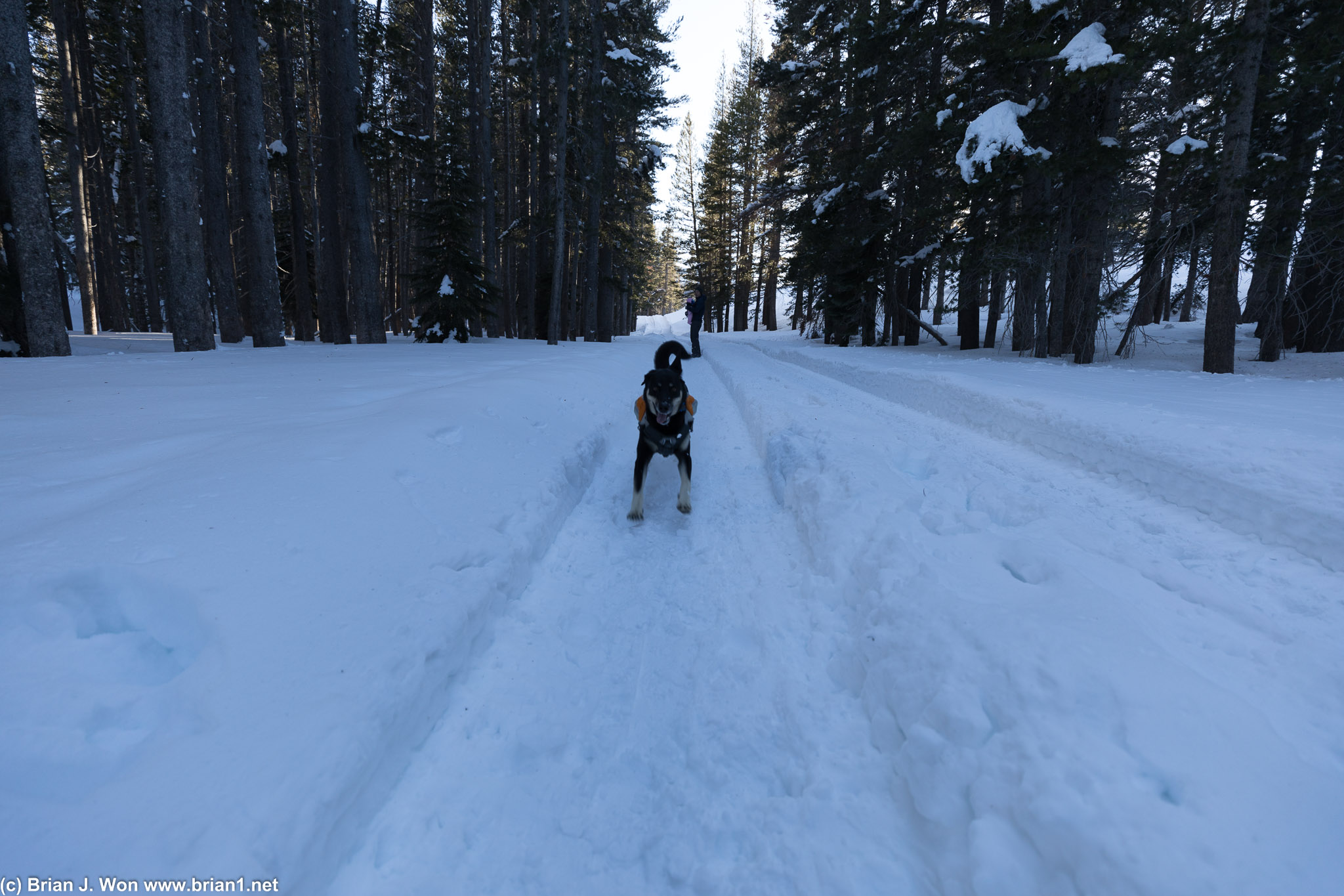 Zeus playing in the snow.