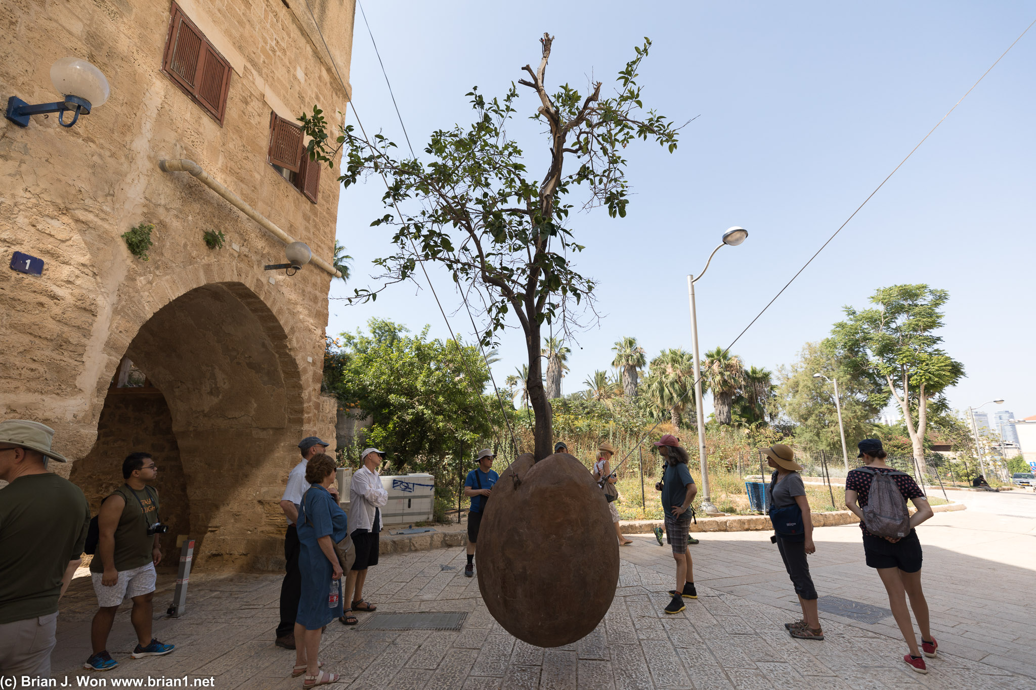 Art as an orange tree in an orange?