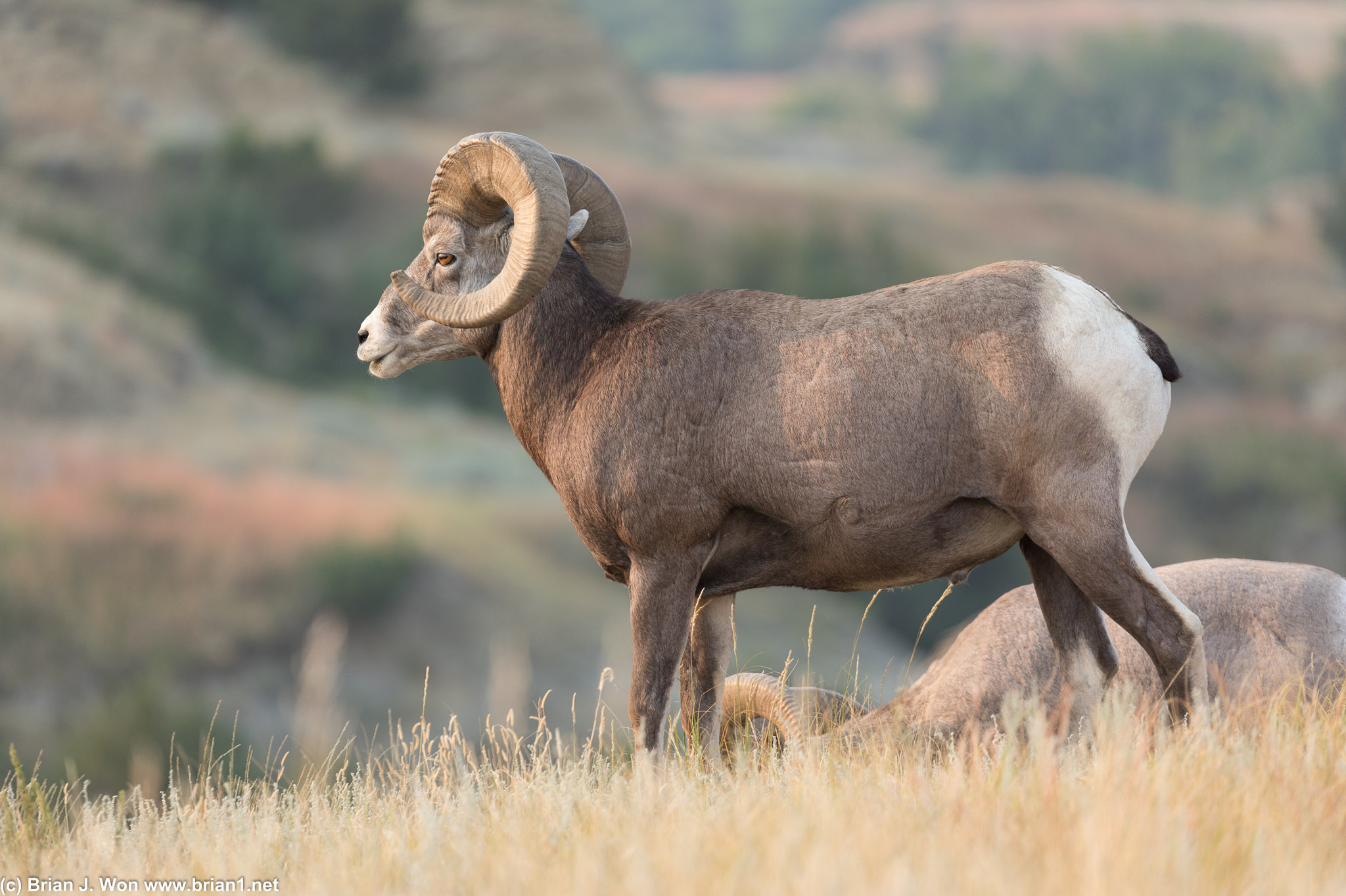 Bighorn sheep!
