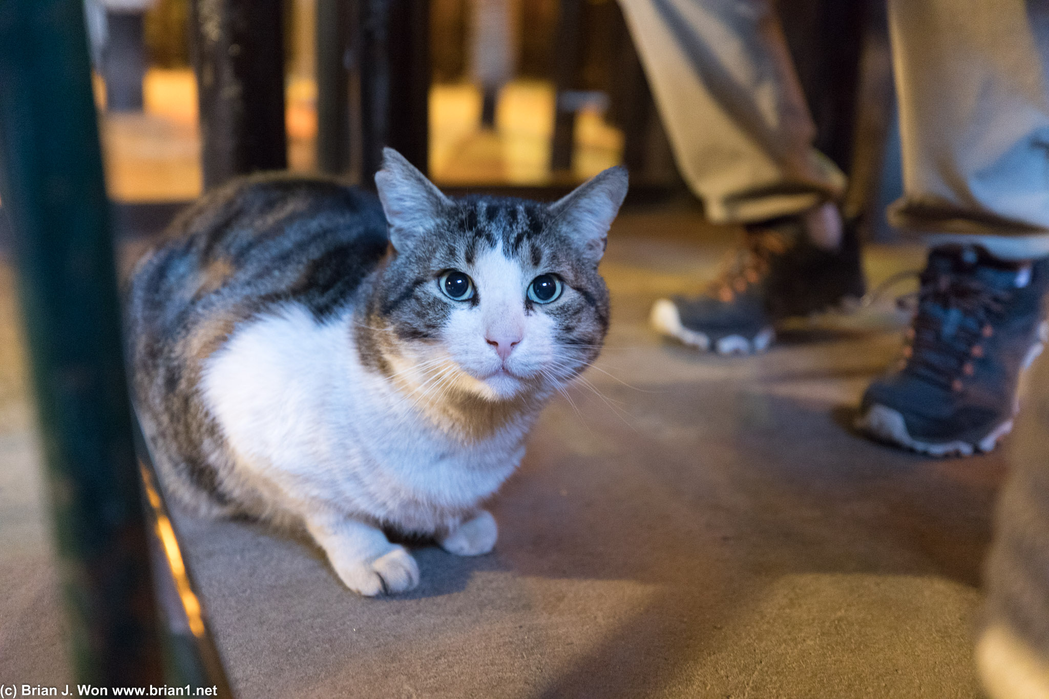 Well-fed kitty visited the table.