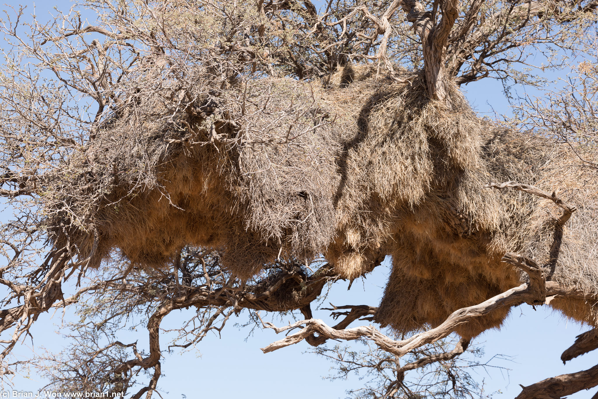 Excellent example of a community nest.