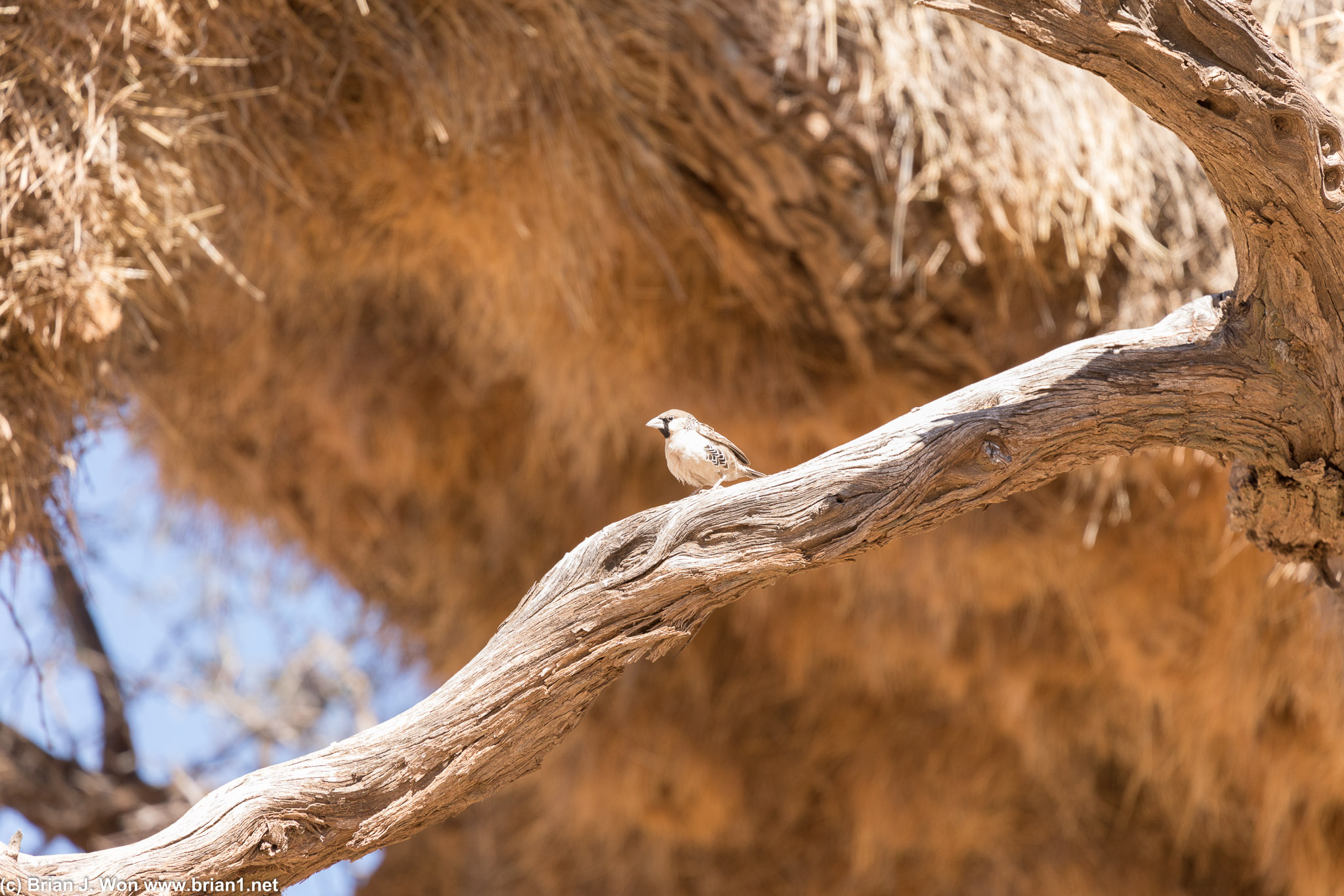 They're tiny birds-- about 1oz and ~5.5 inches long.