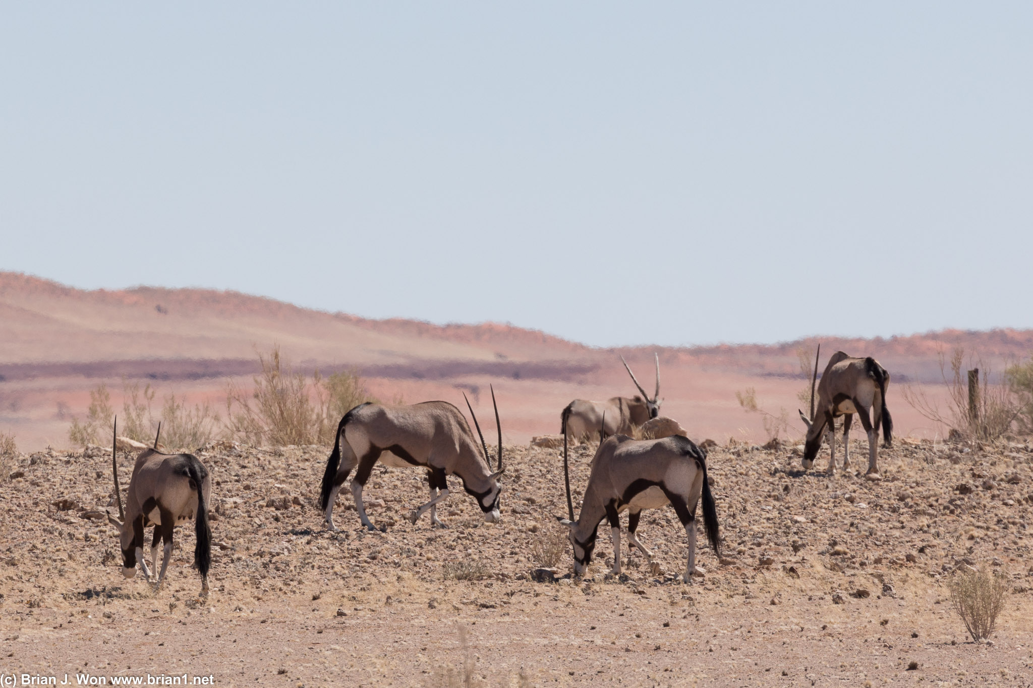 Actually it's a whole herd of them!