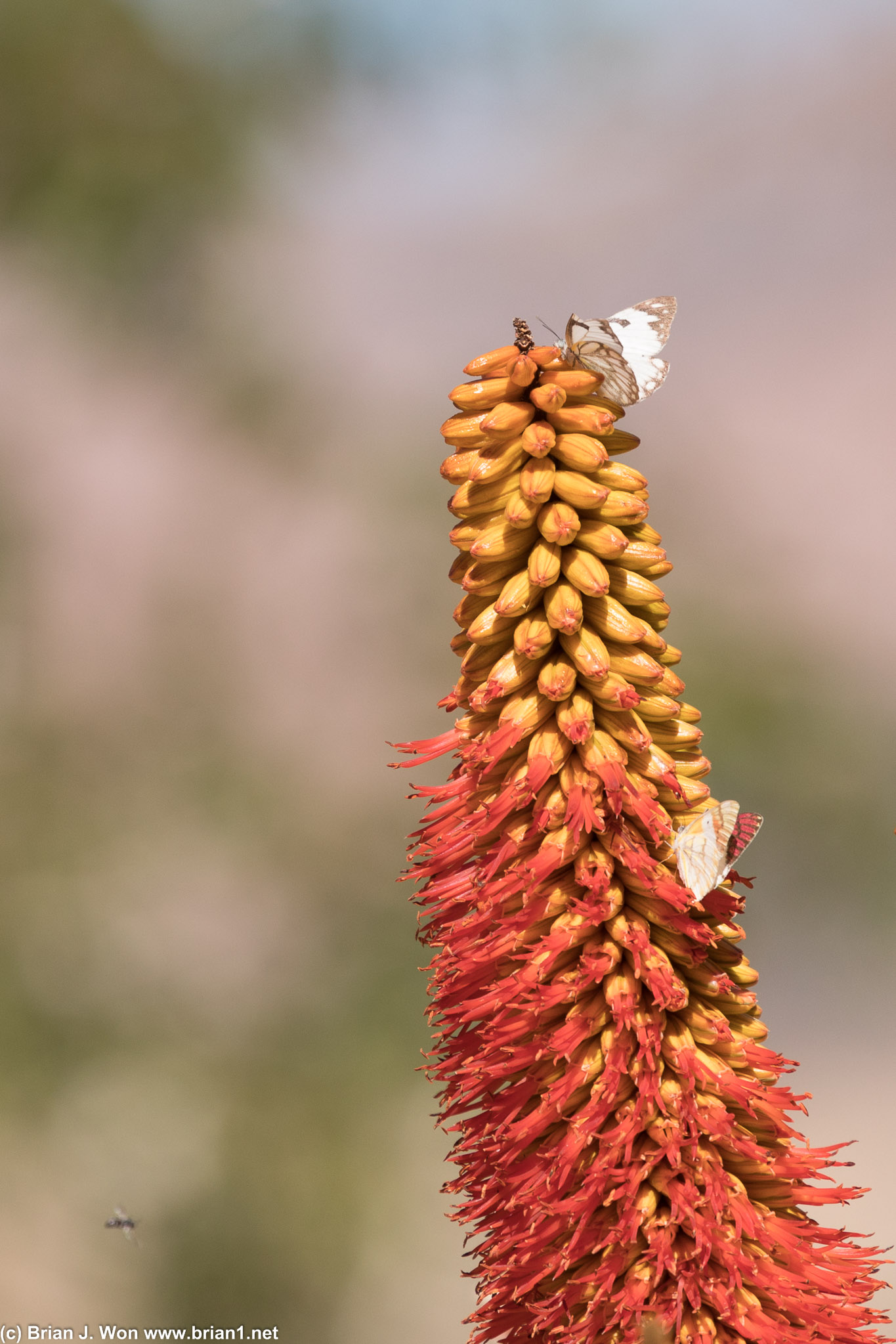 Butterflies at Weltevrede Guest Farm.