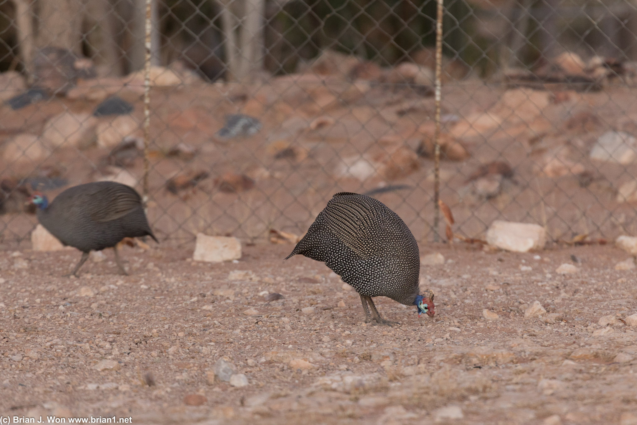 Wild guineafowl enjoying the farm.