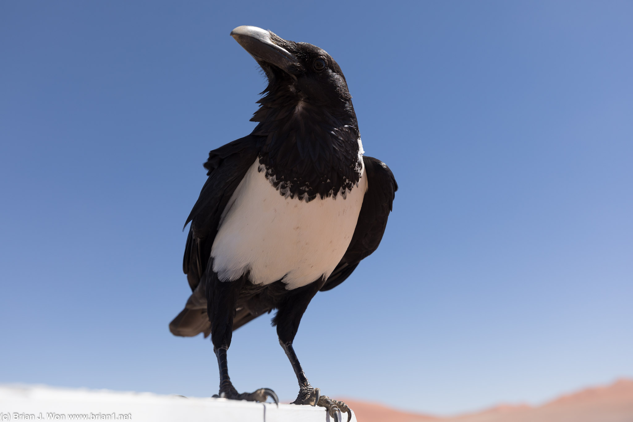 This bold pied crow landed right on top of the truck!