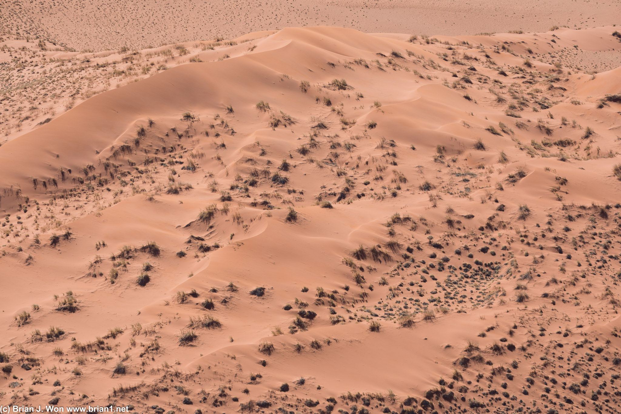 Desert vegetation.