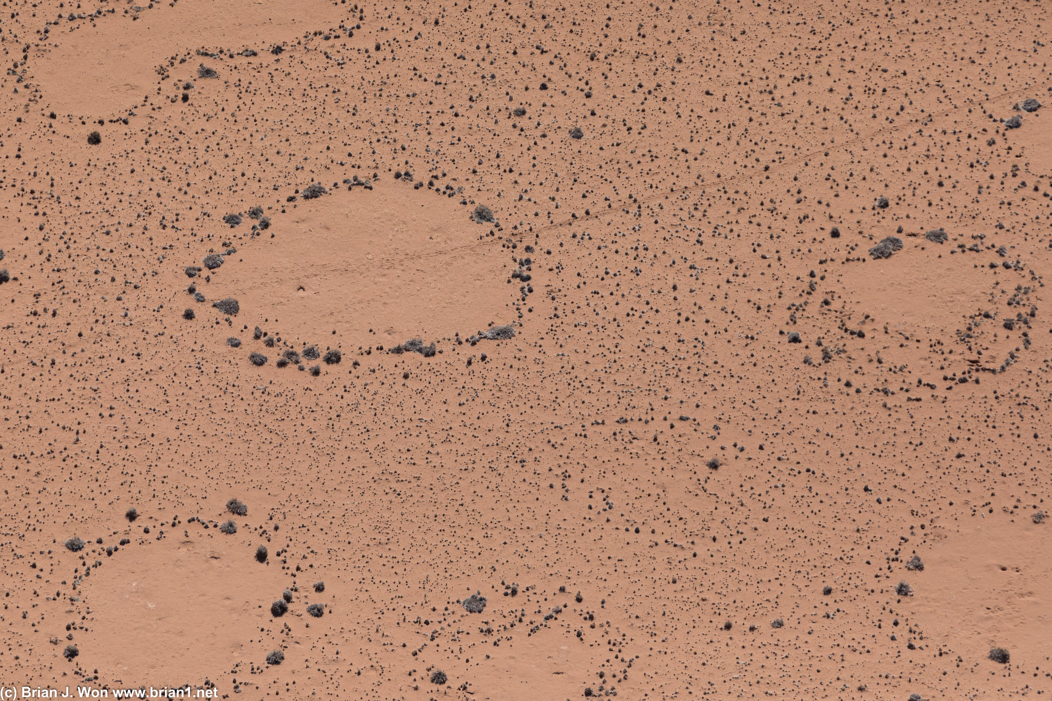 Close up of the fairy circles.