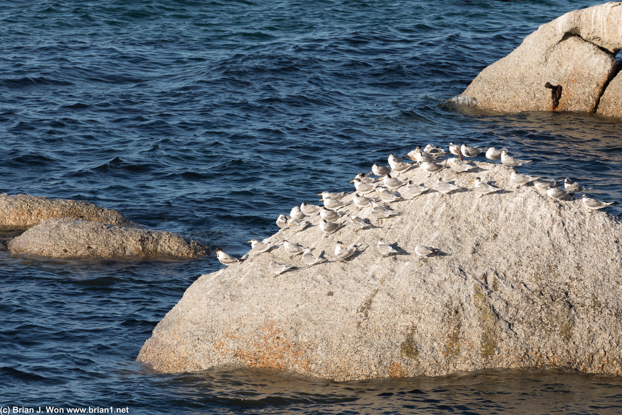 (probably) Greater Crested Terns.