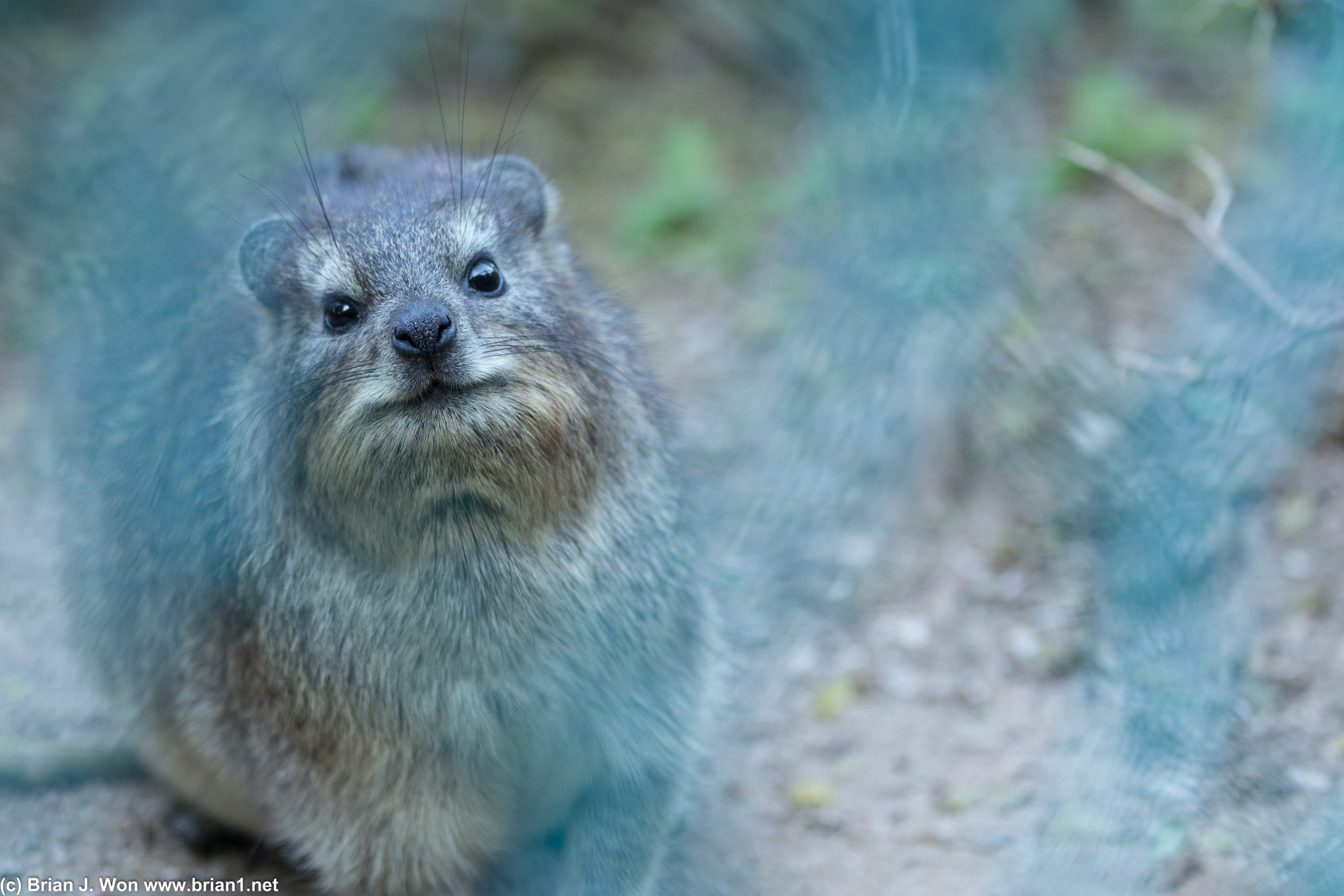 Beady eyes for the camera!