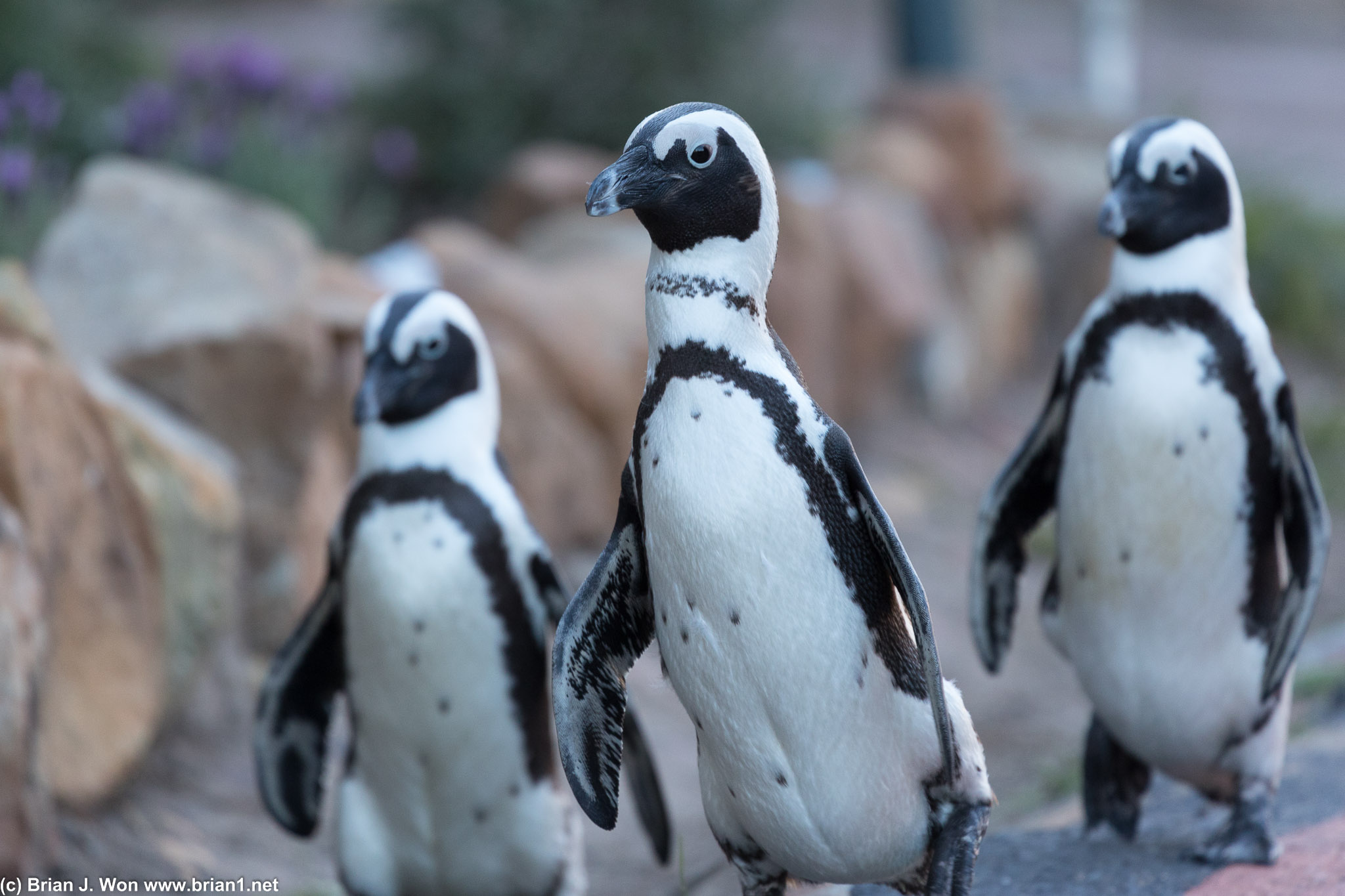 Penguins crossing the road.