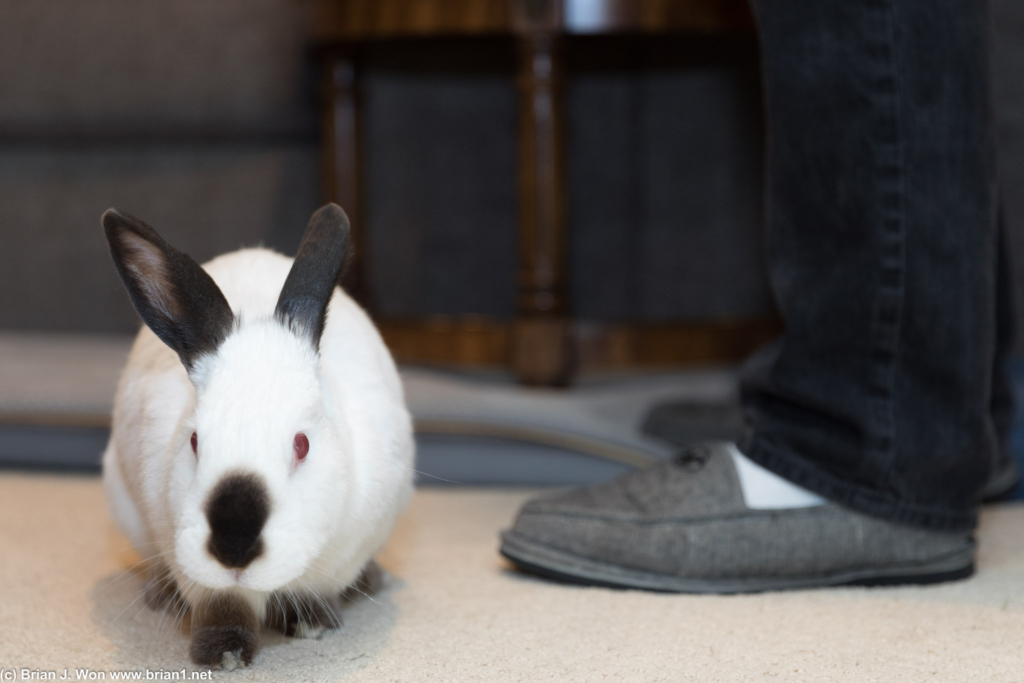 Strutting for the camera.