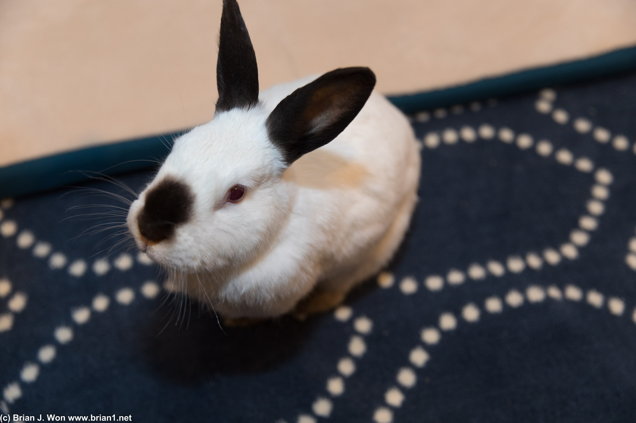 Those ears are like radar reflectors!