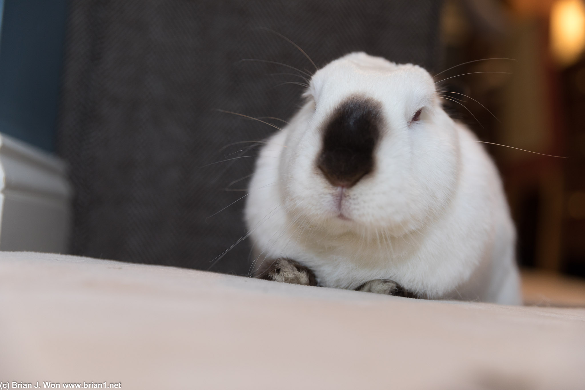 Nose! And those little front paws!