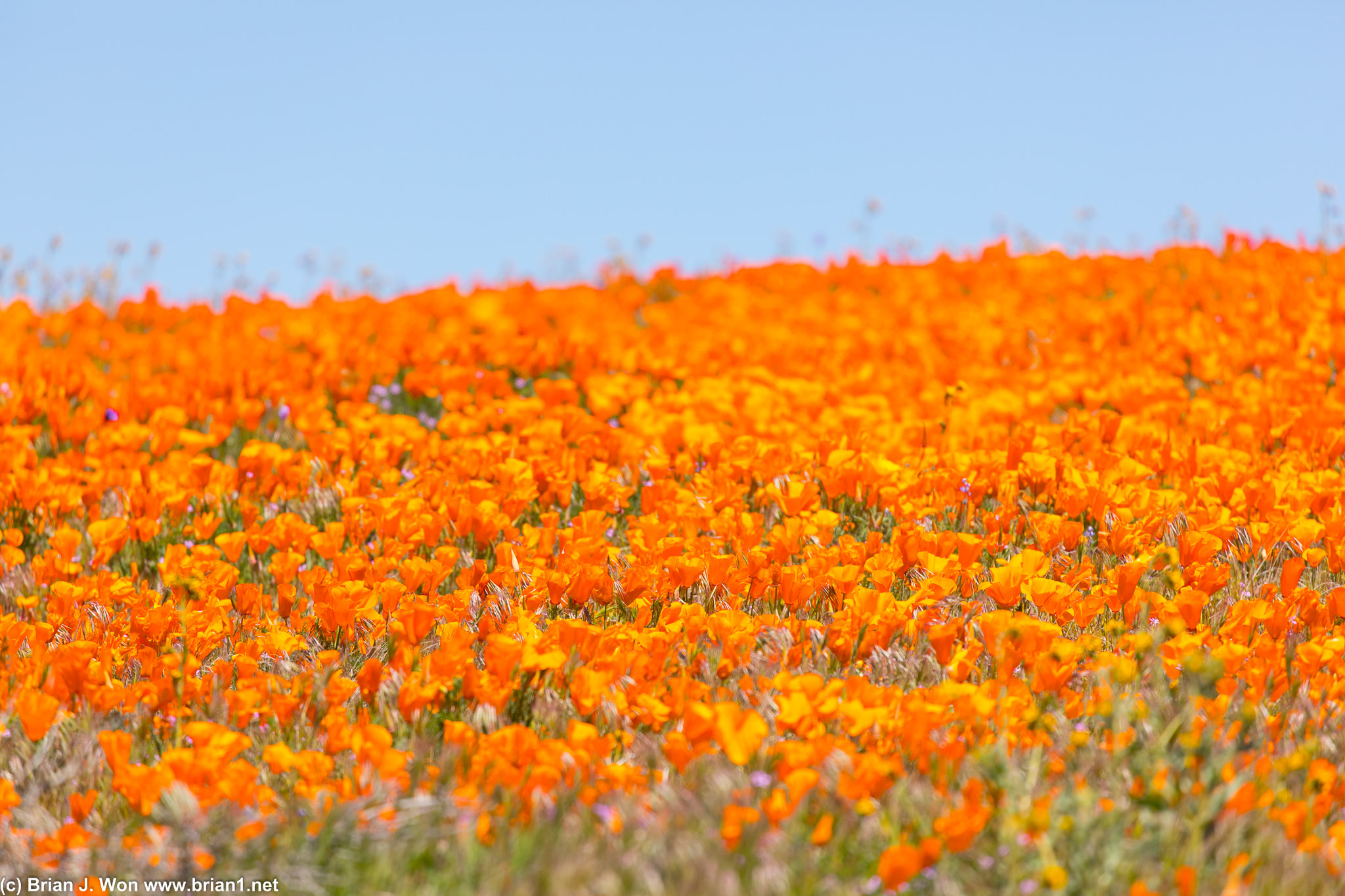 So. many. flowers!