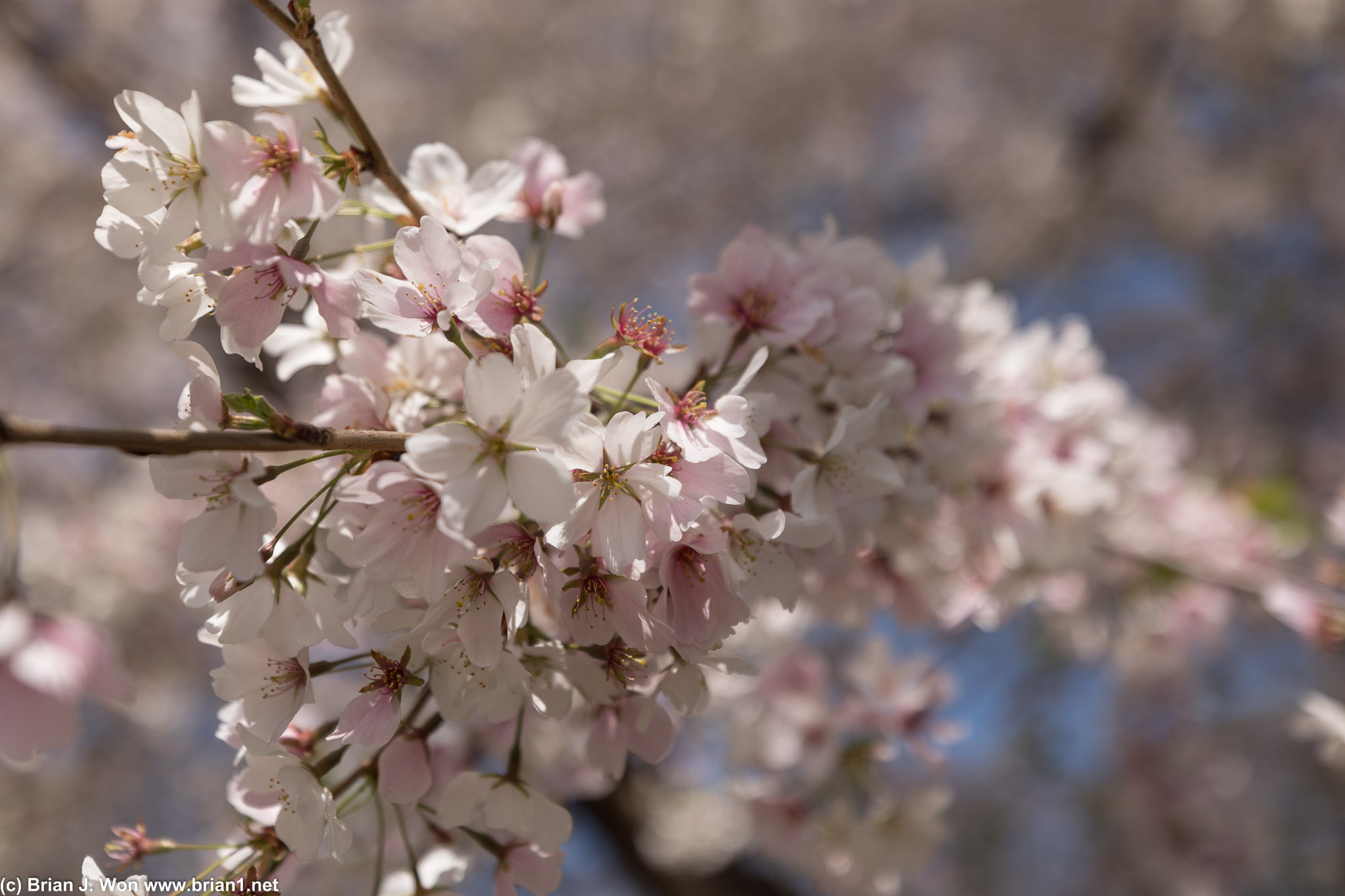 Cherry blossoms adjacent to the US Capitol grounds.