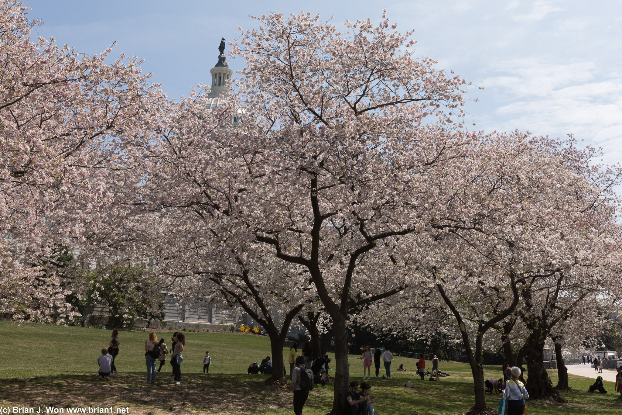 Cherry trees in the foreground.